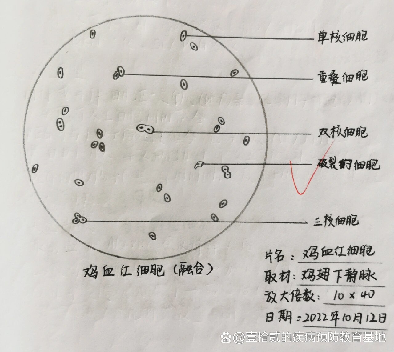 鸡血细胞结构图图片