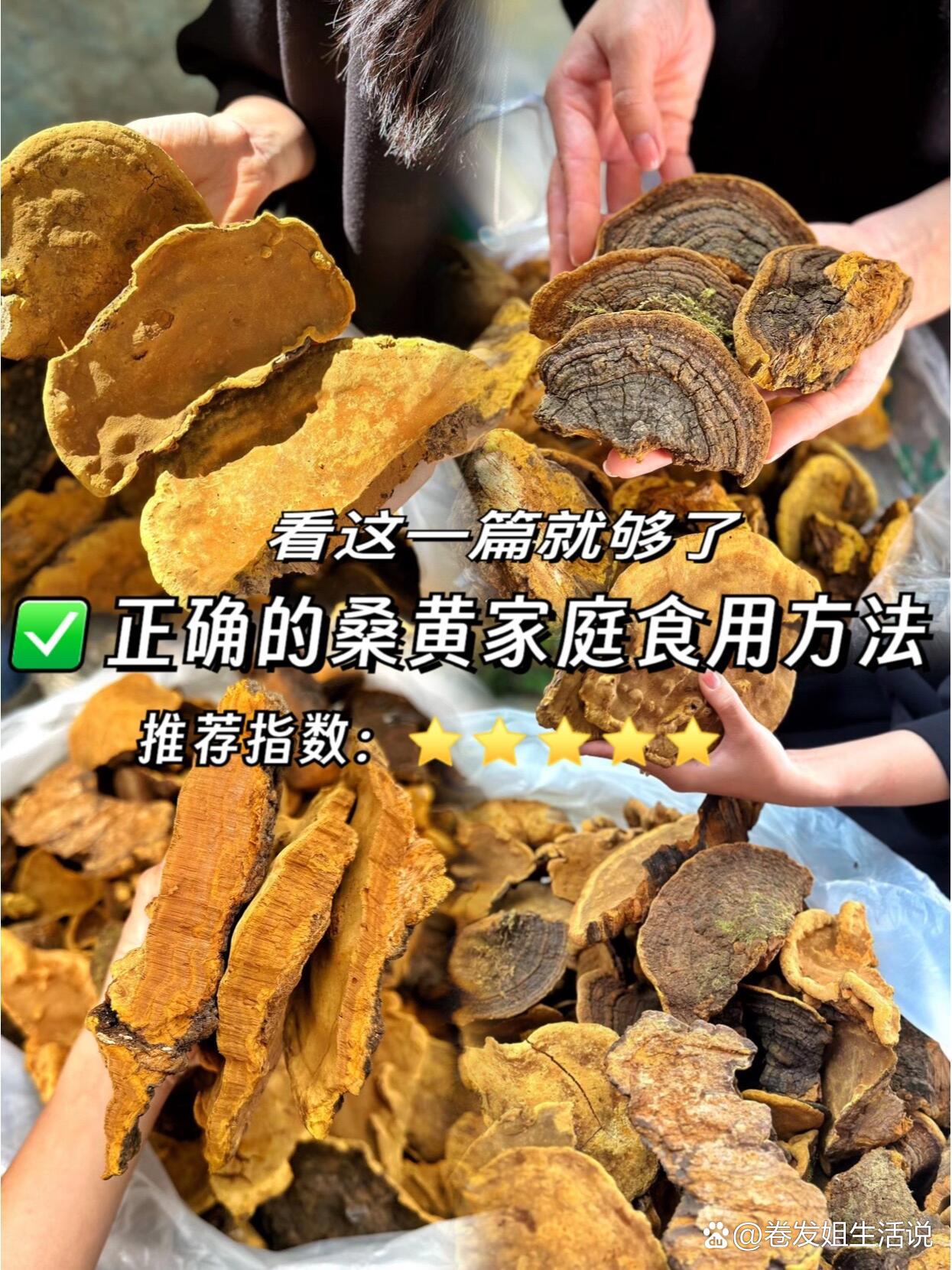 正确的桑黄家庭食用方法,看这一篇就够了!