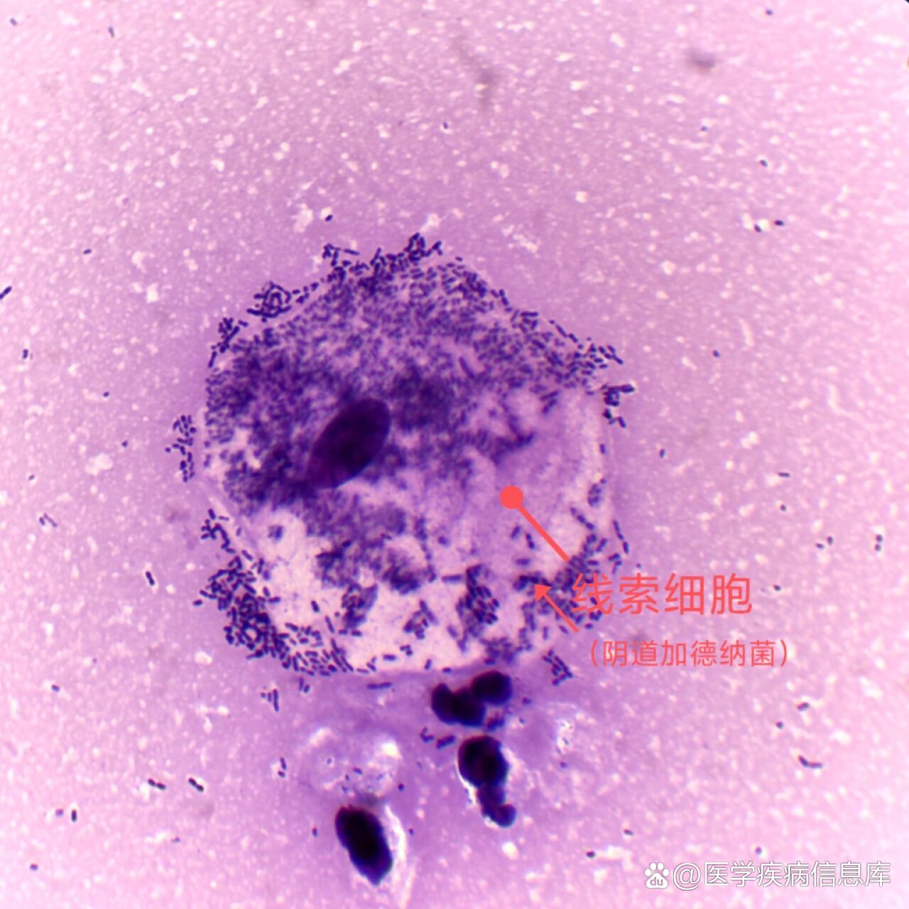 线索细胞图片 全网资源
