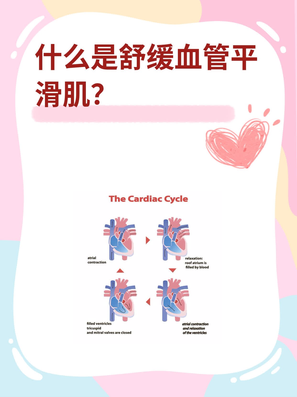 什么是舒缓血管平滑肌