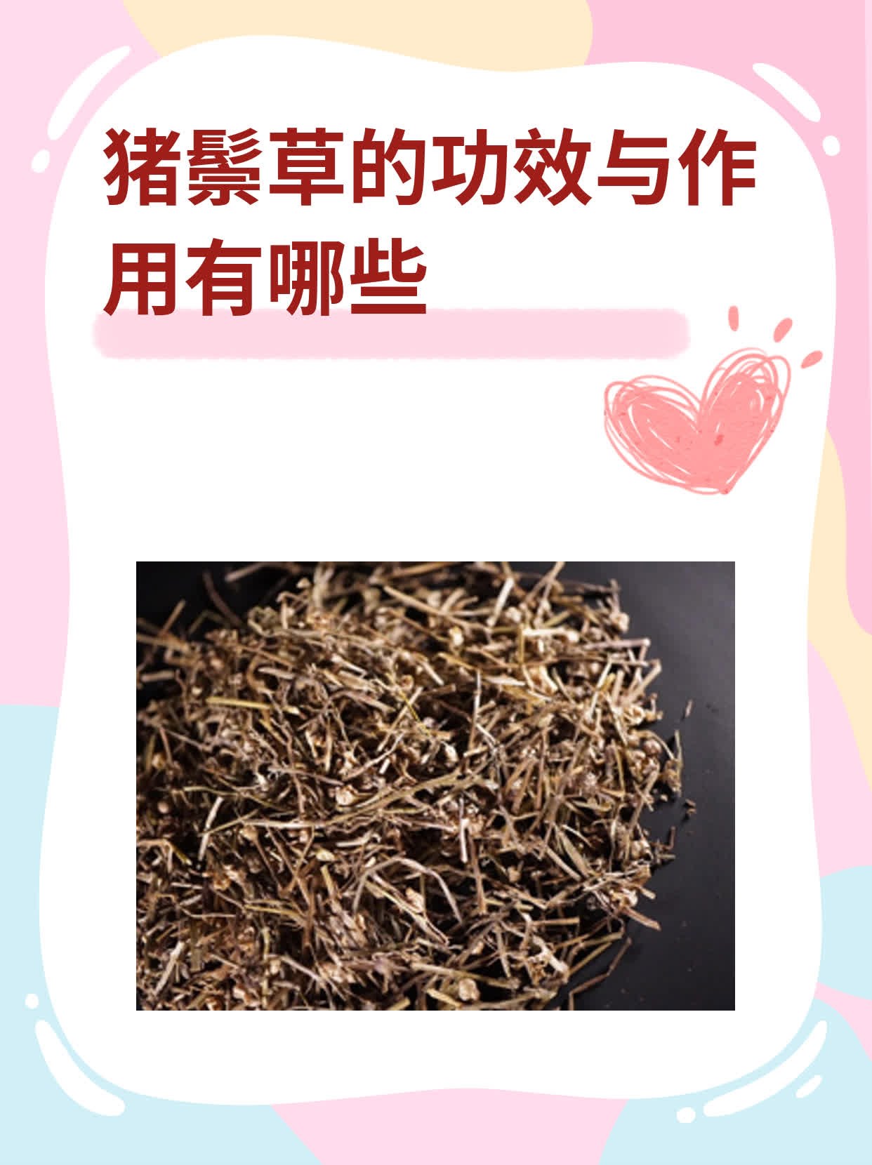 猪鬃草的功效与作用有哪些