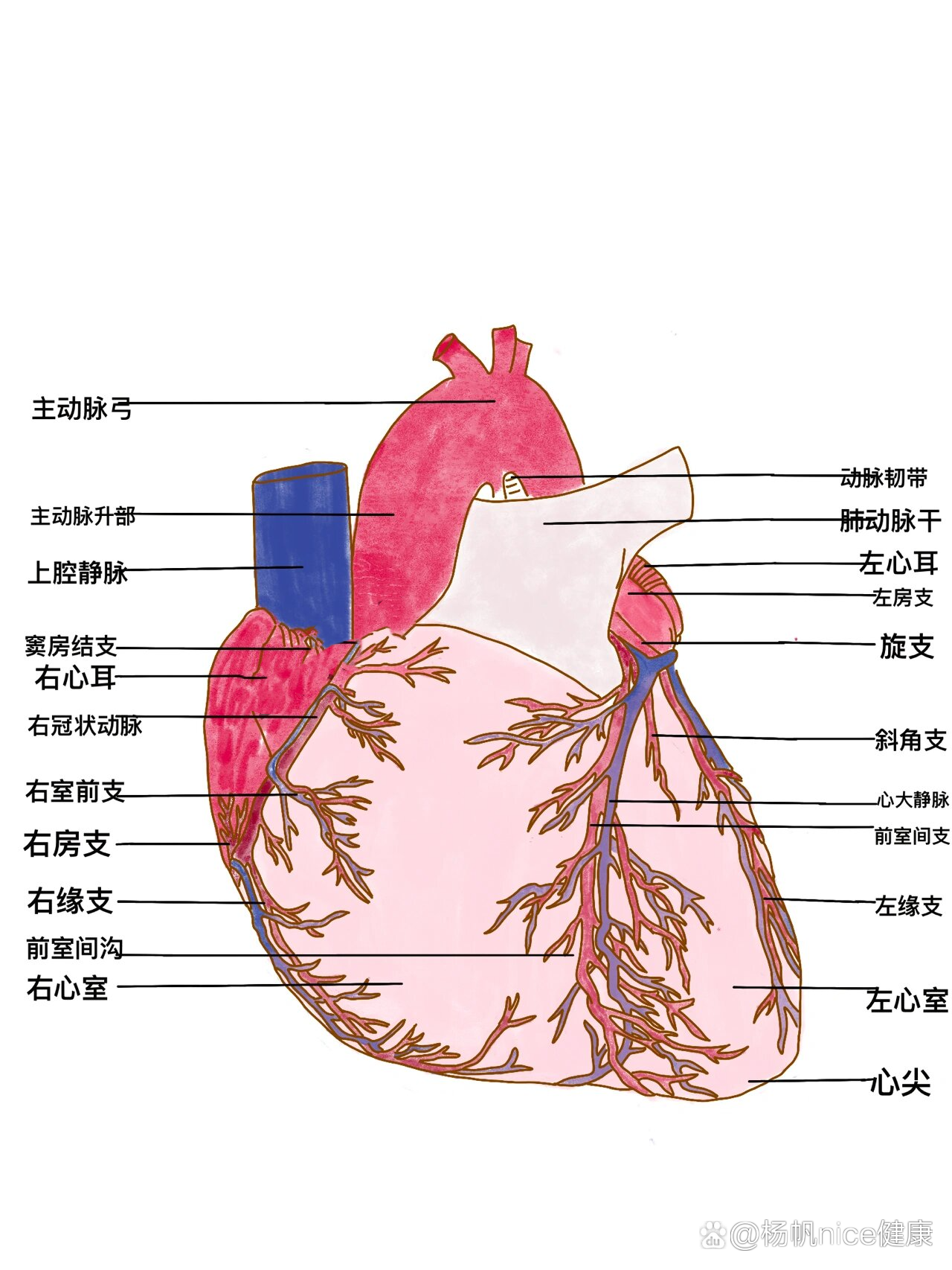 医学生笔记分享99697115解剖学心脏