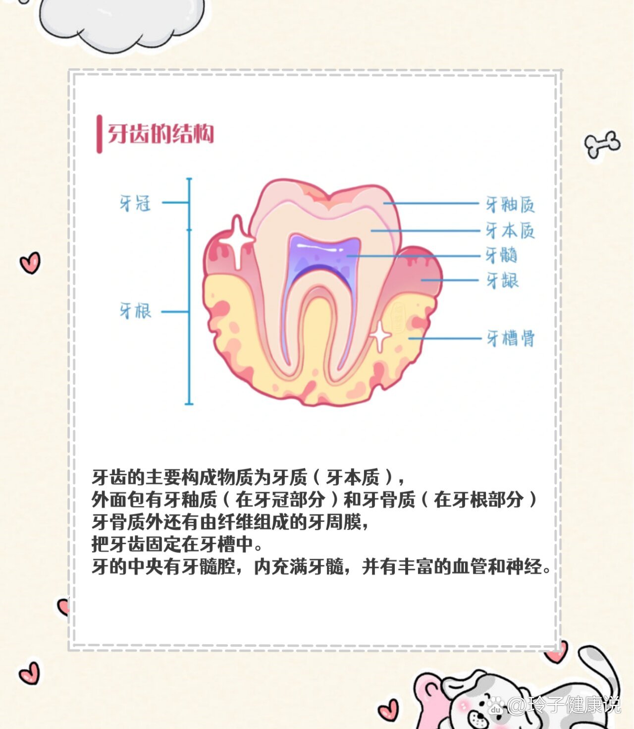 牙齿的组成图片