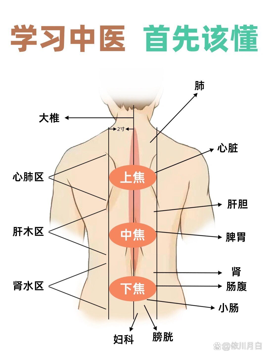 🌟腰部颜后背为五脏六腑的反射区,从颈下二寸开始,以手掌大小为