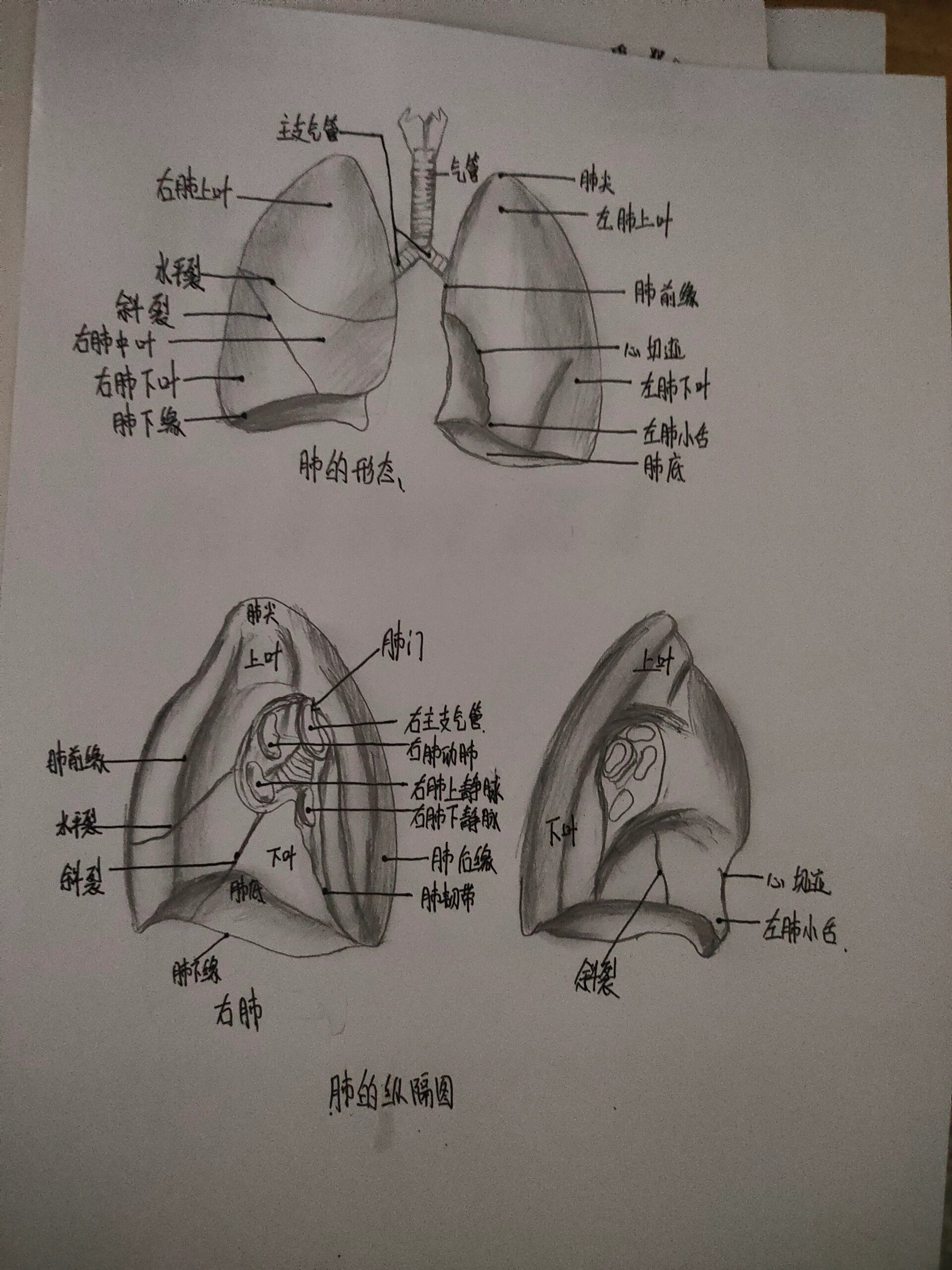 肺手绘解剖图图片