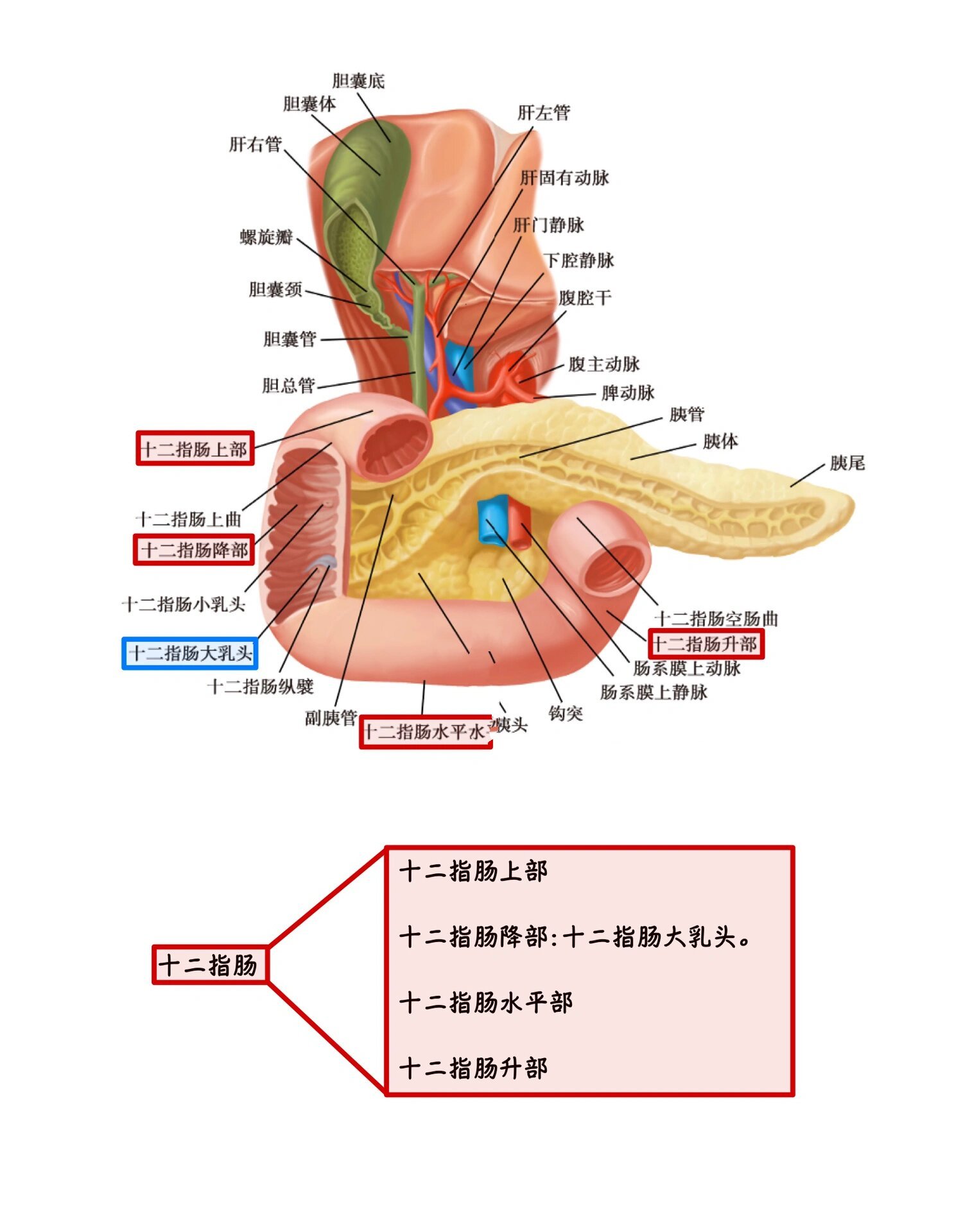 解剖学:十二指肠