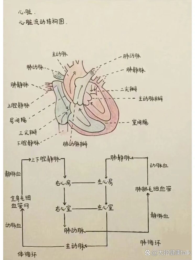 5~1cm处,这是心尖搏动点.