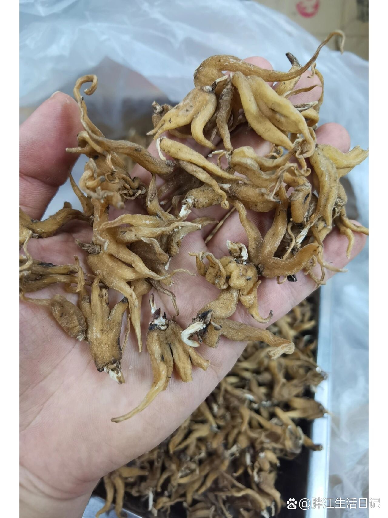 西藏手掌参