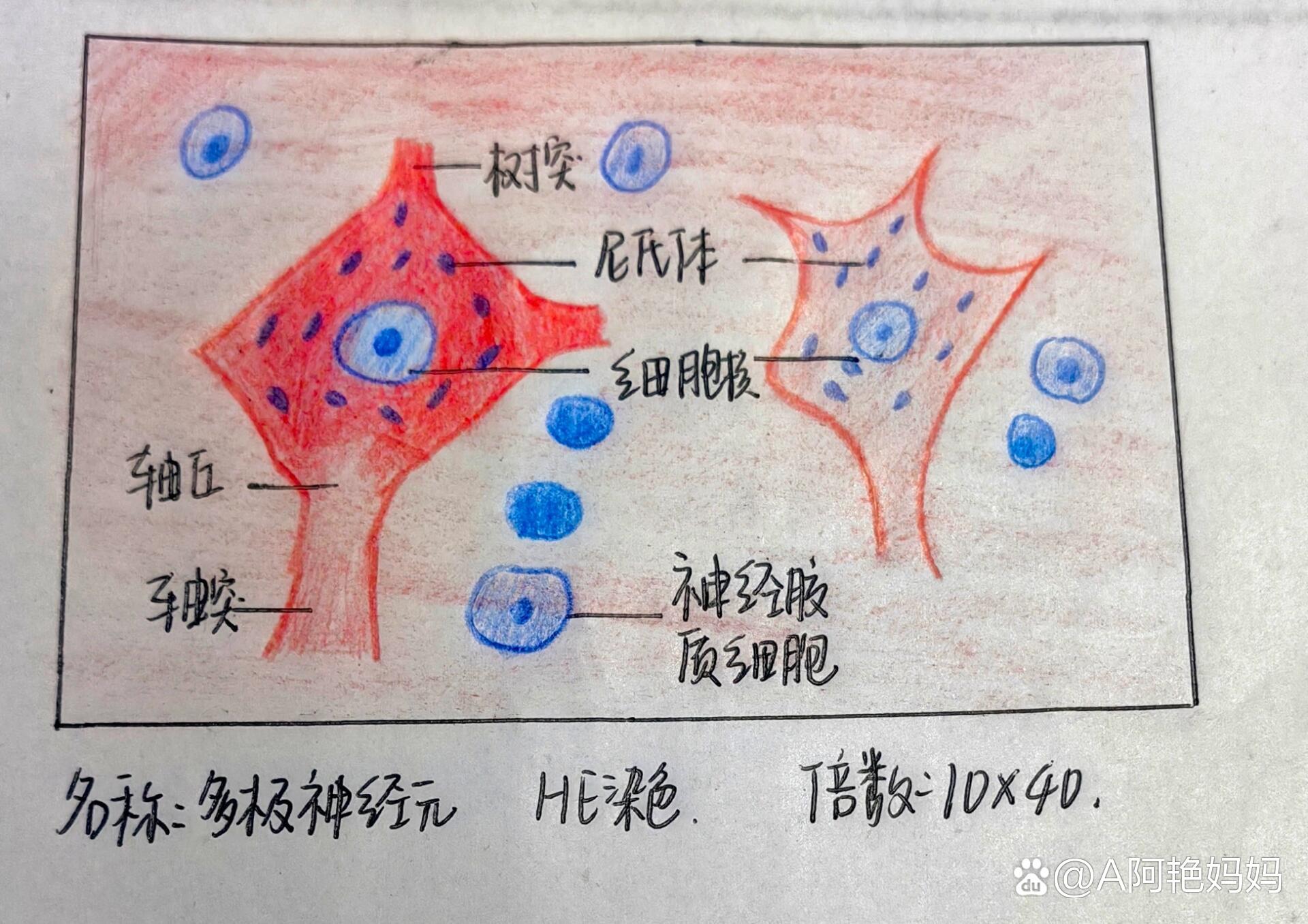 组胚实验红蓝铅笔绘图019969♀15神经元
