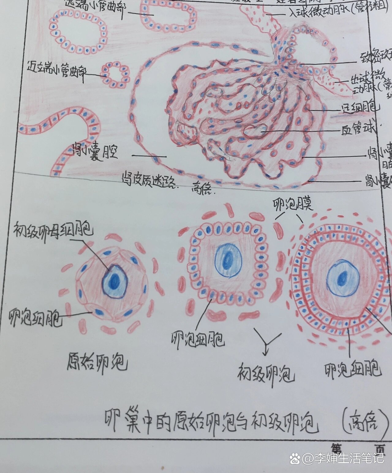 肾皮质迷路图片图片