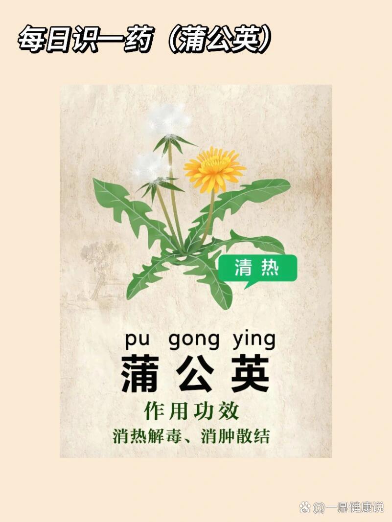 蒲公英的用处中药图片