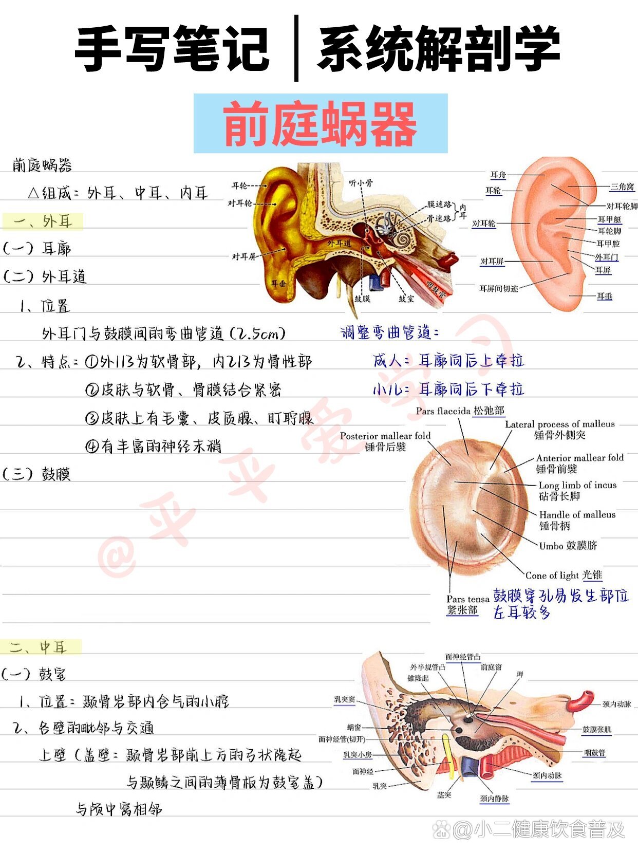 前庭蜗器的解剖结构图图片