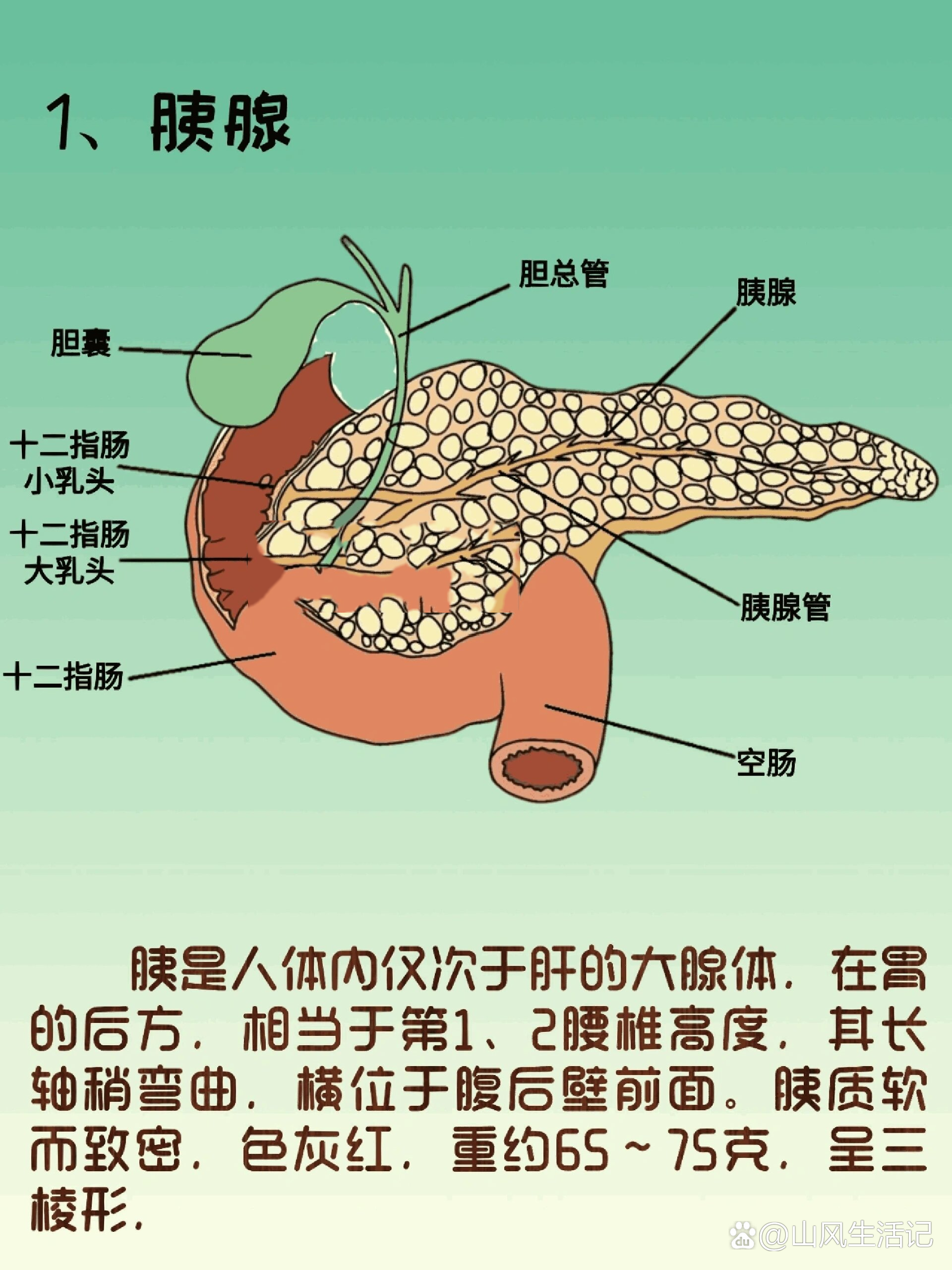 器官解剖之胰腺