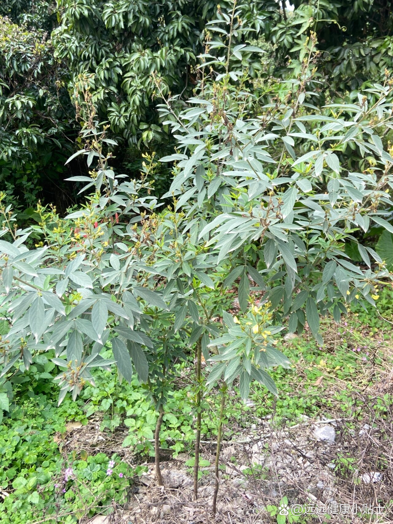 得水痘,用水痘树煲水洗澡