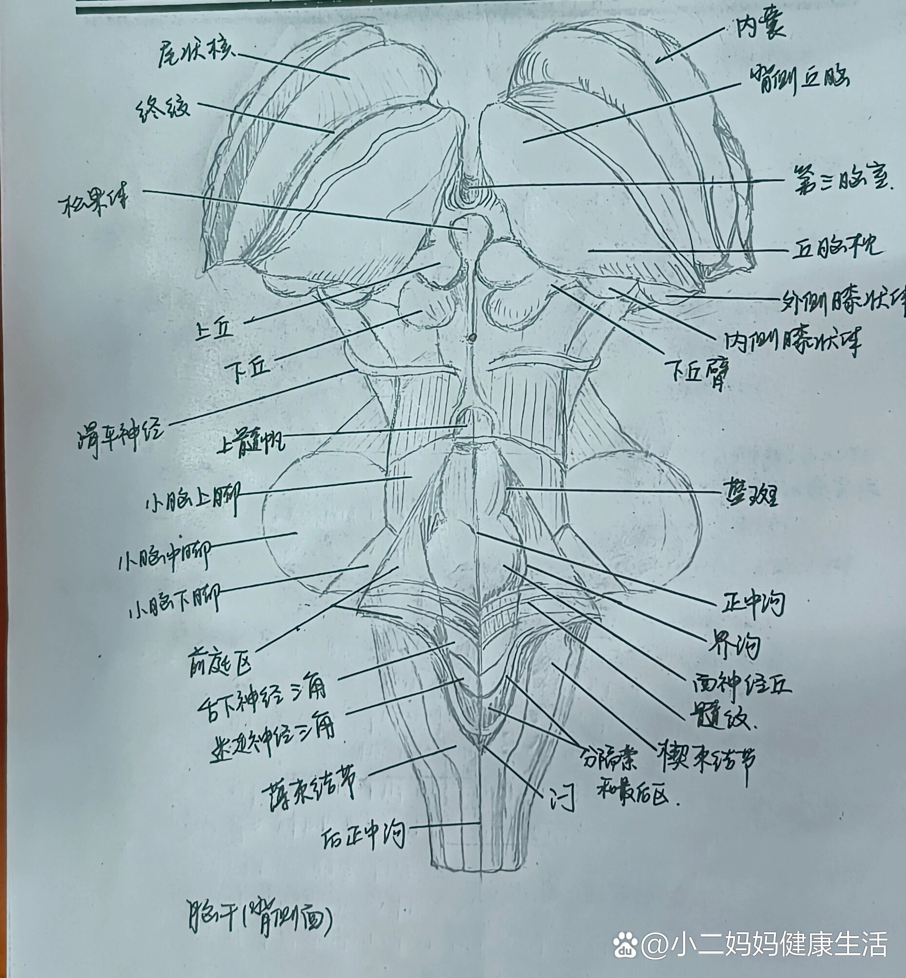 脑干腹侧面图片