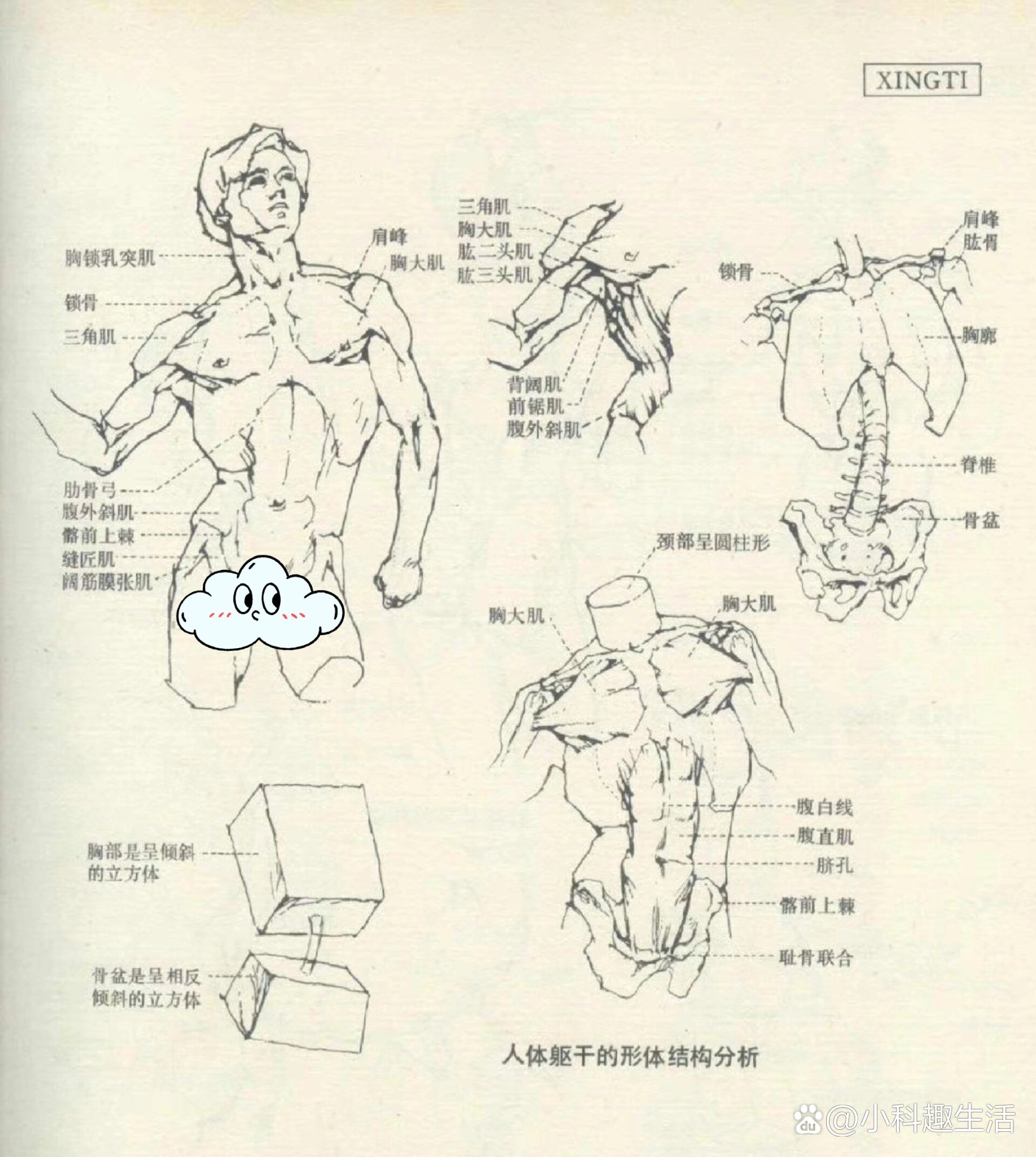 美术生必看懂人体形体比例图!
