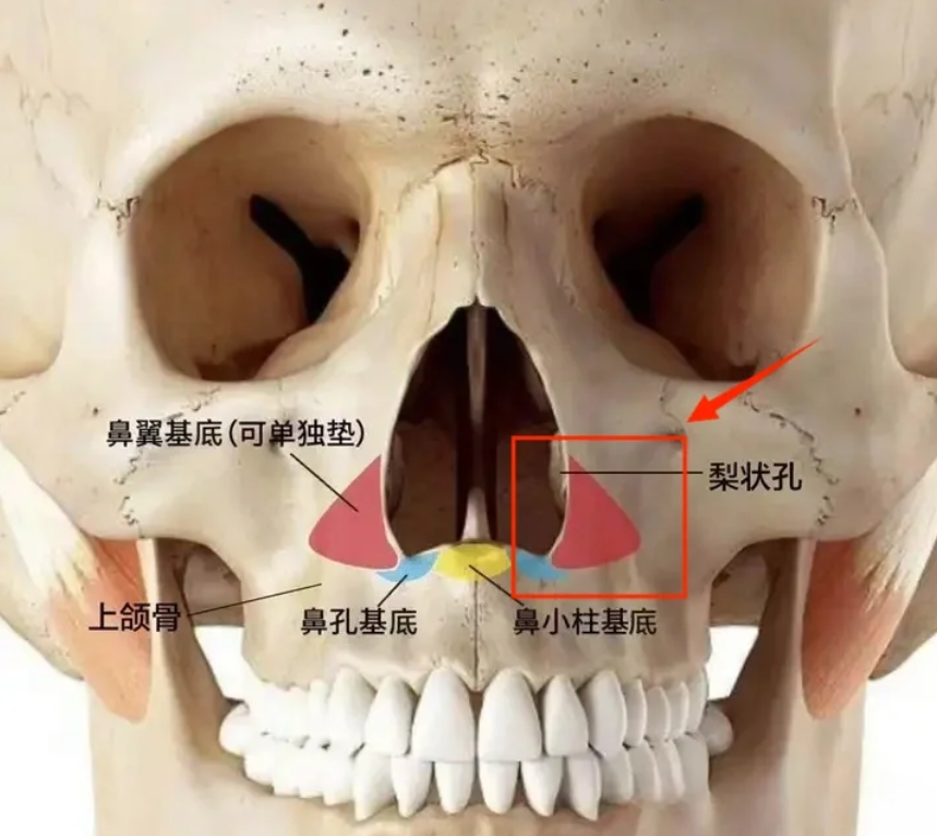 鼻基底在哪个位置图片图片