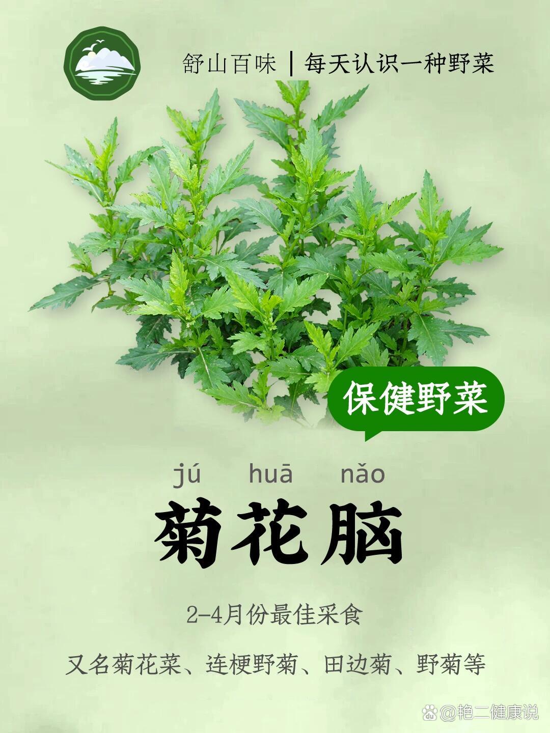 蓝菊花图片和功效图片