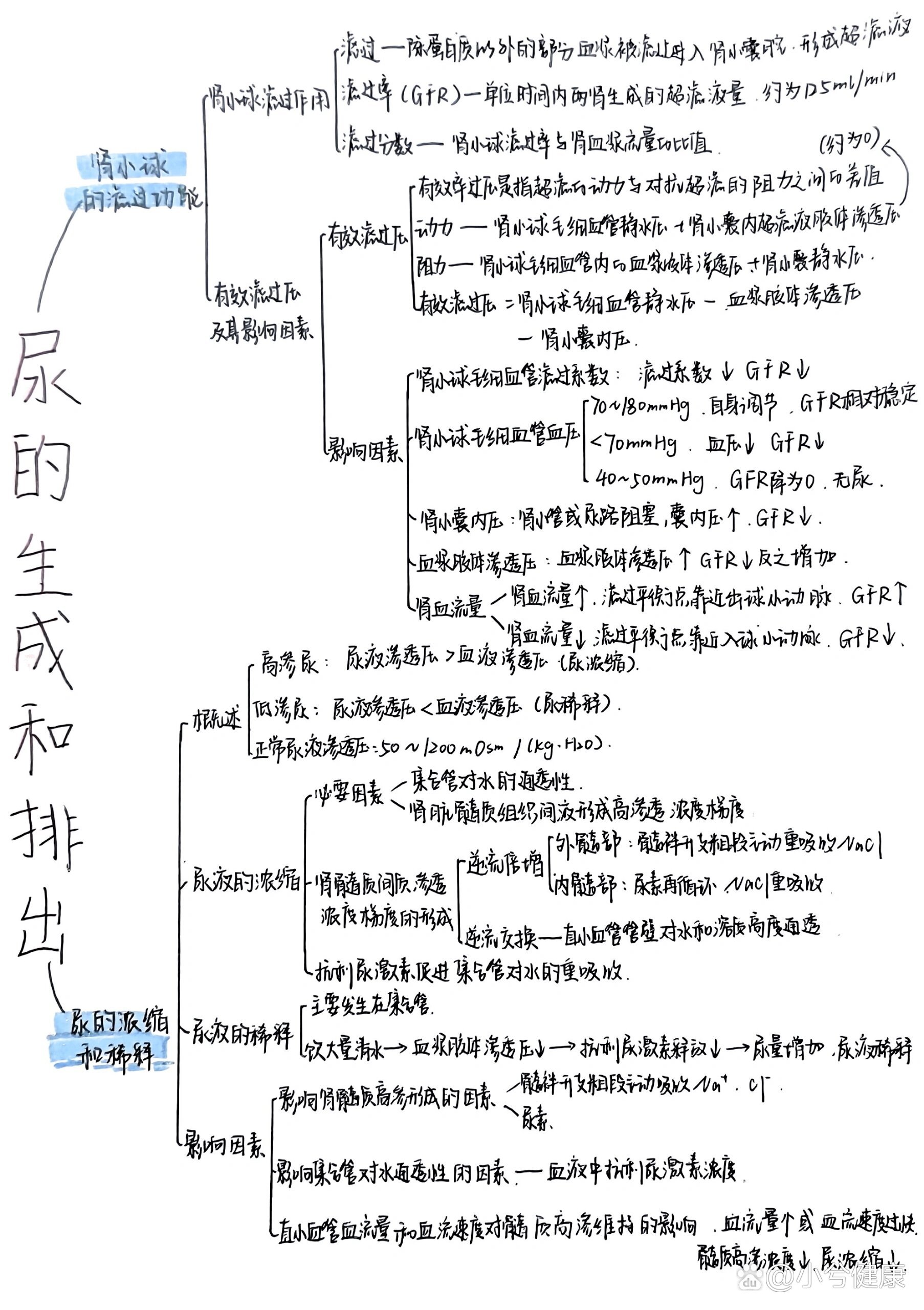 肾脏的结构思维导图图片