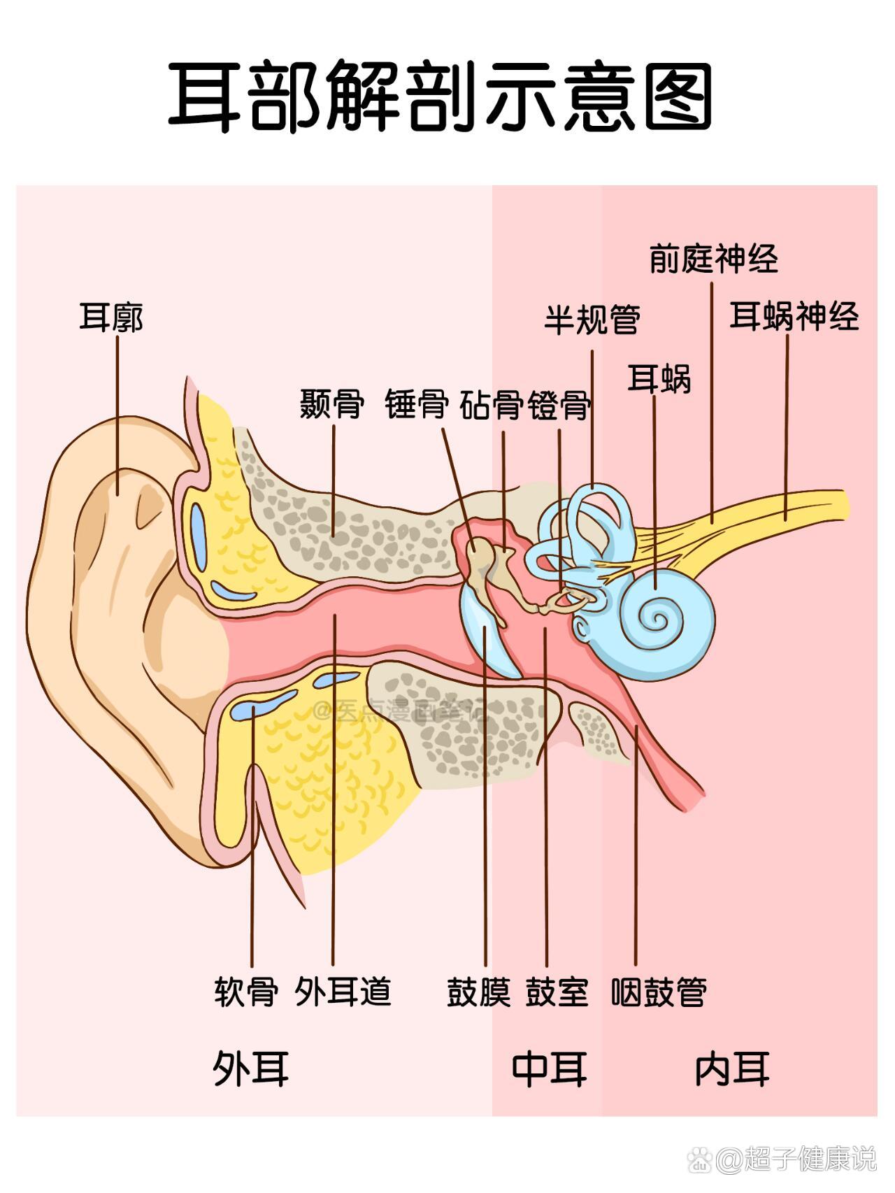 外耳廓解剖结构图图片