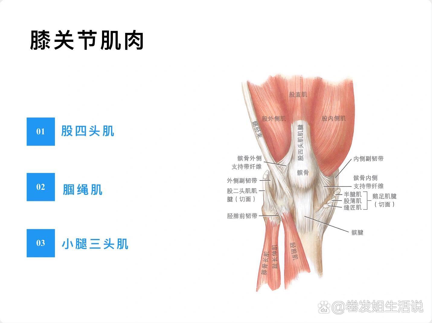 膝盖肌肉结构图解剖图图片