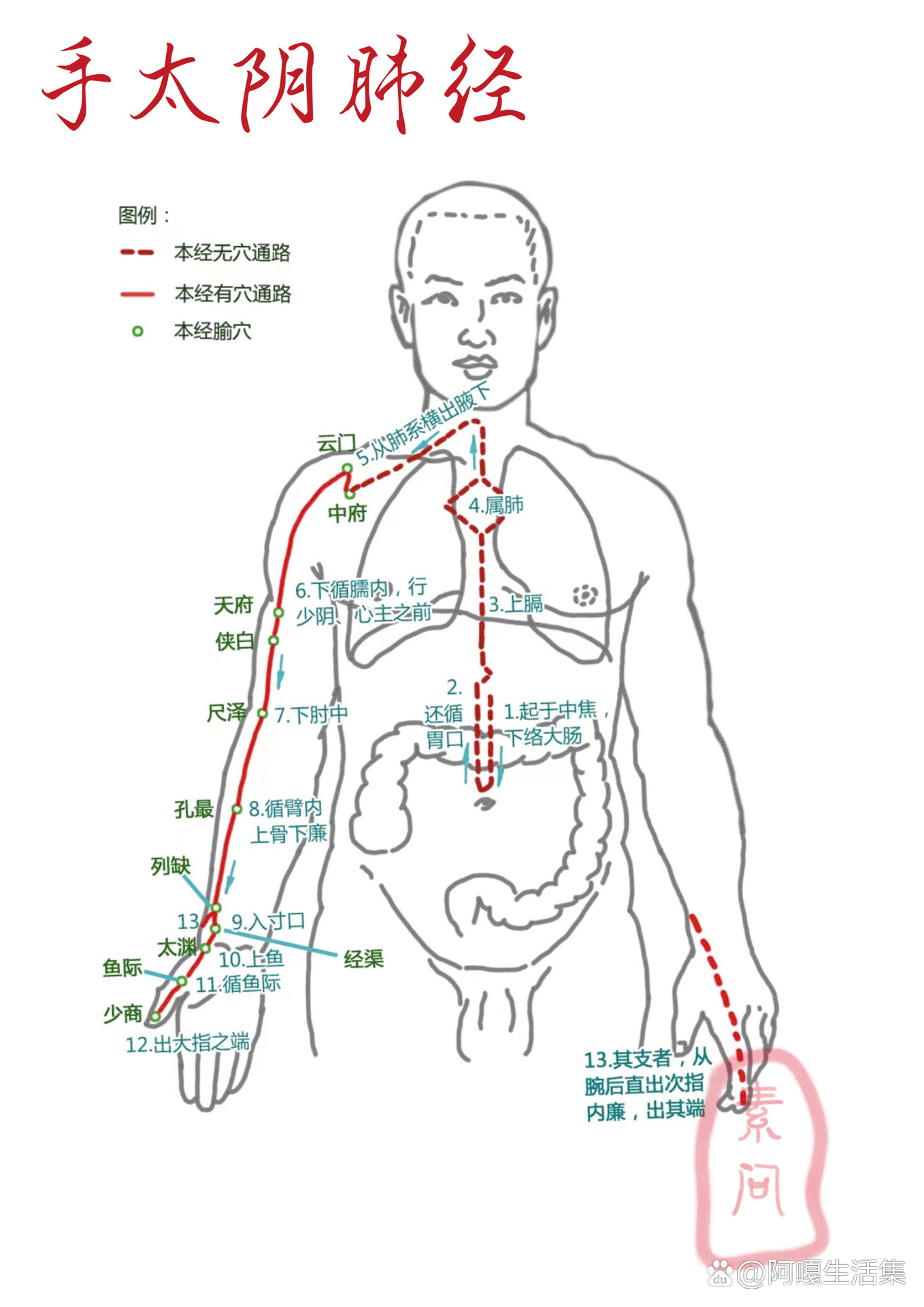 手臂经络图示意图图片