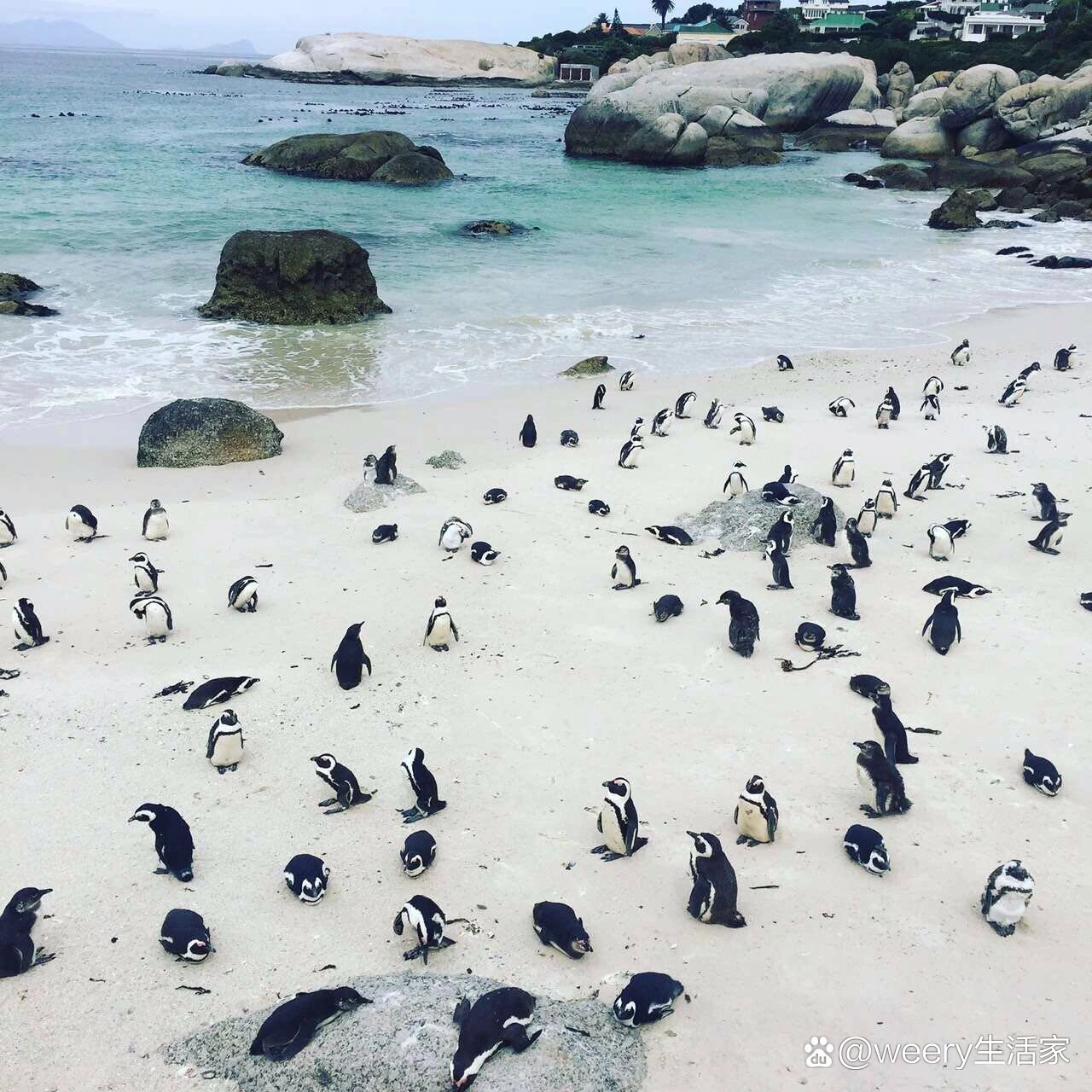 重度禽类恐惧症患者不怕企鹅