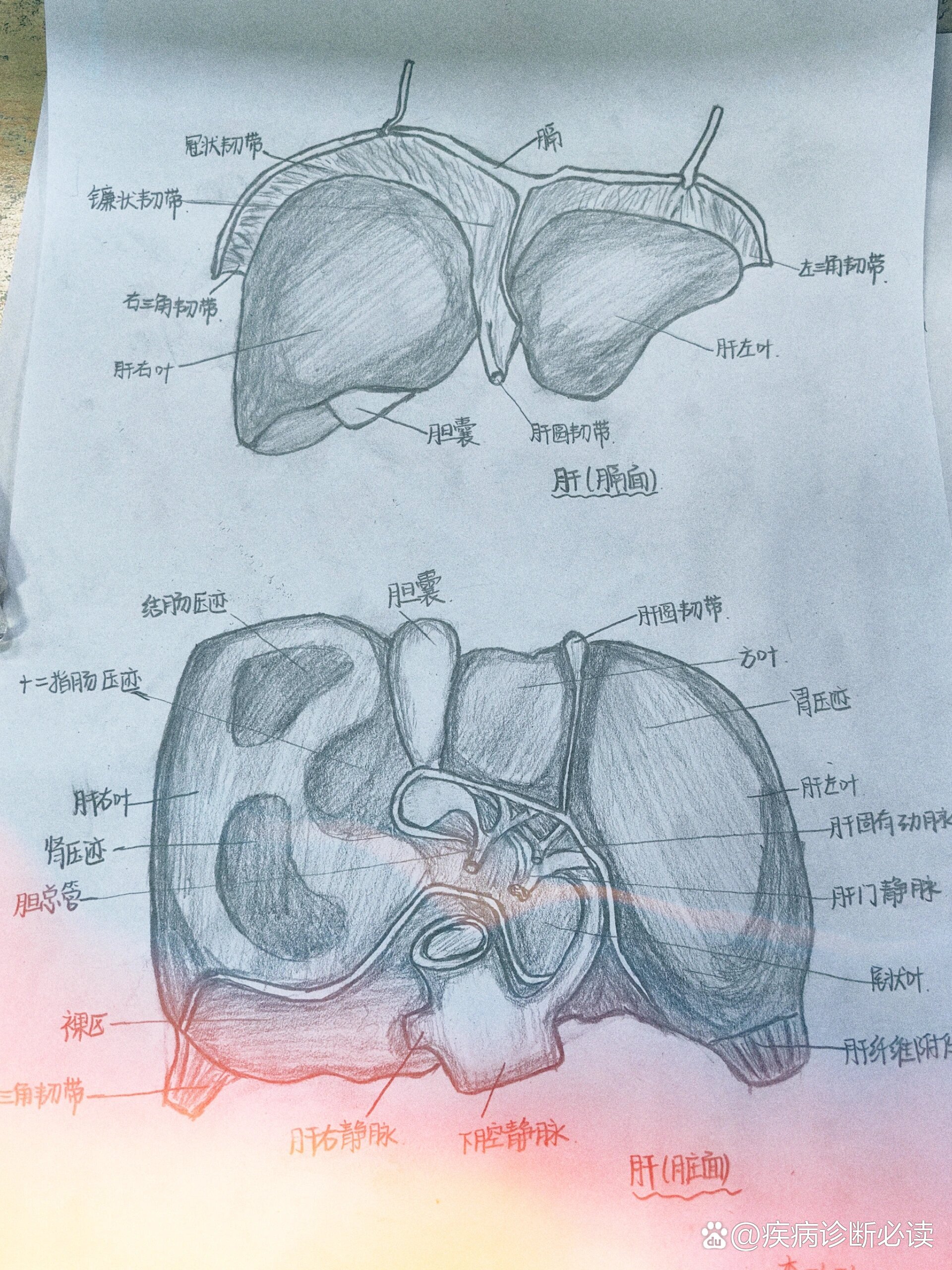 肝的膈面和脏面