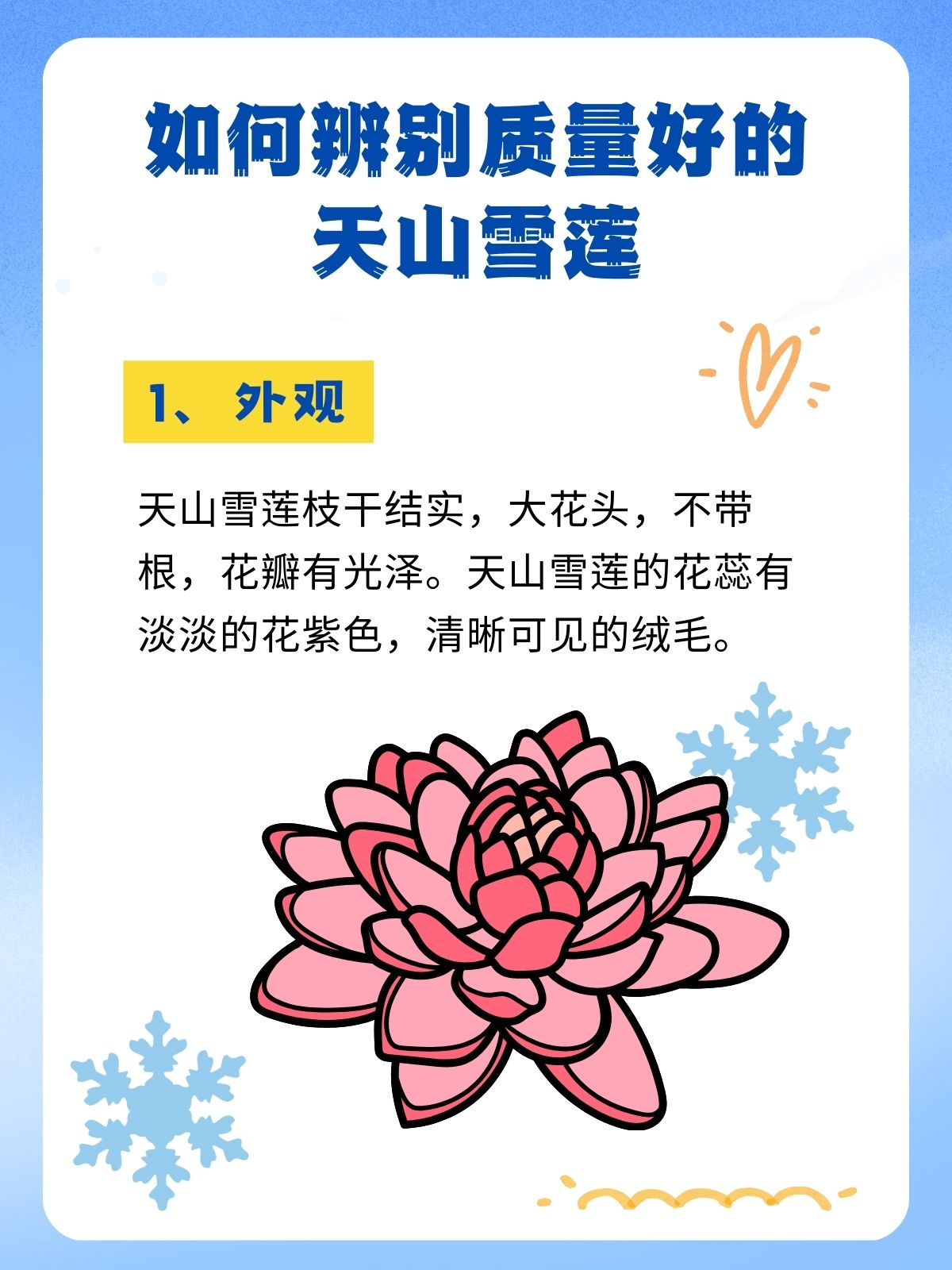 天山雪莲的功效,你都知道吗