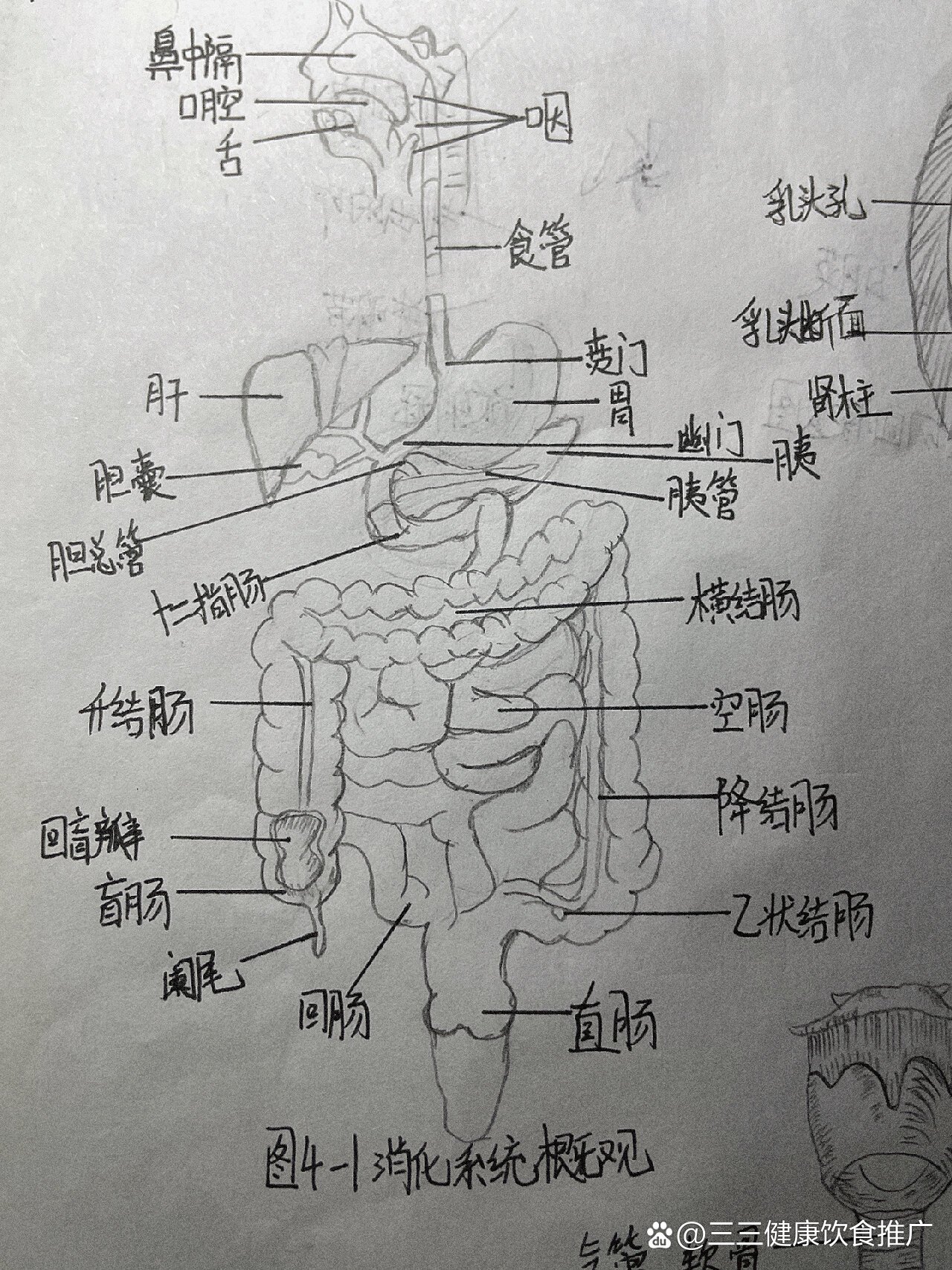 消化系统图简图图片