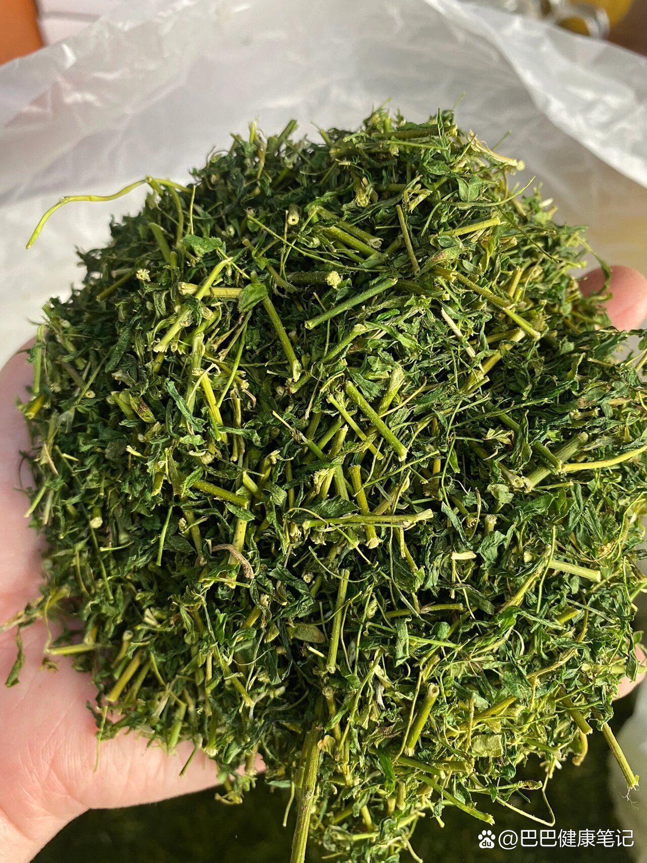野生养肝茶