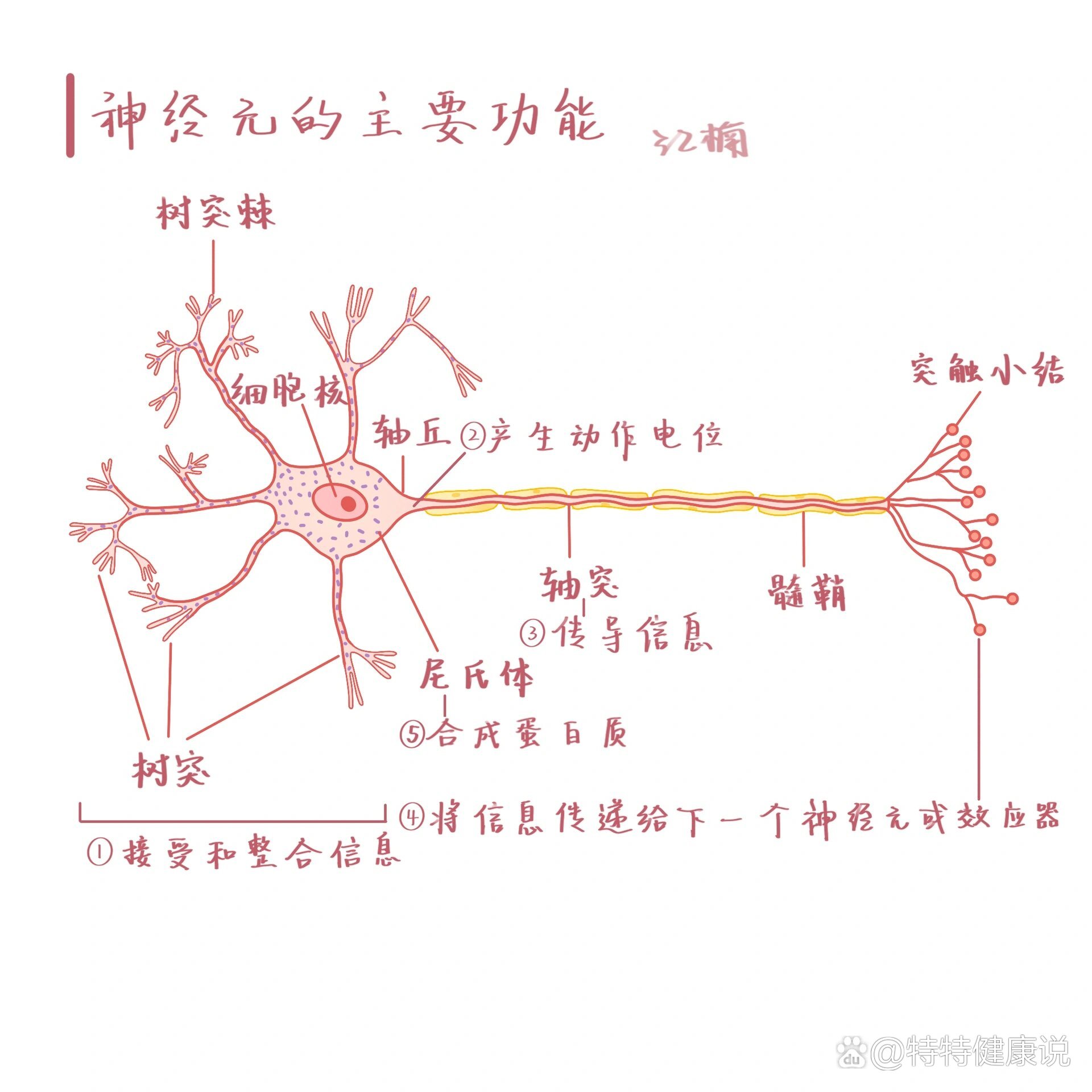 胞体树突轴突图片