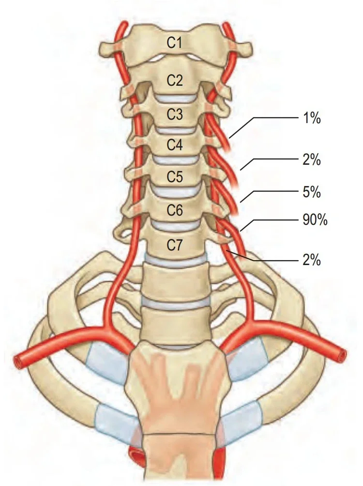 右侧椎动脉位置图图片