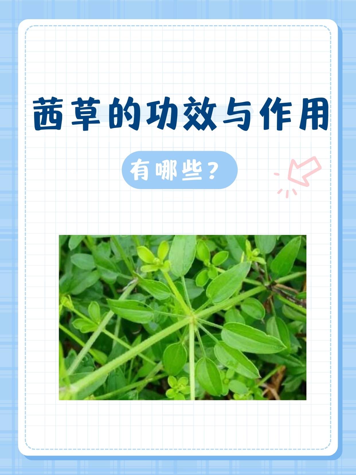 茜草的功效与作用用法图片