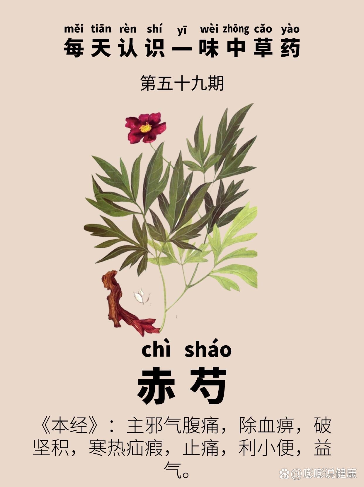 光果赤芍图片