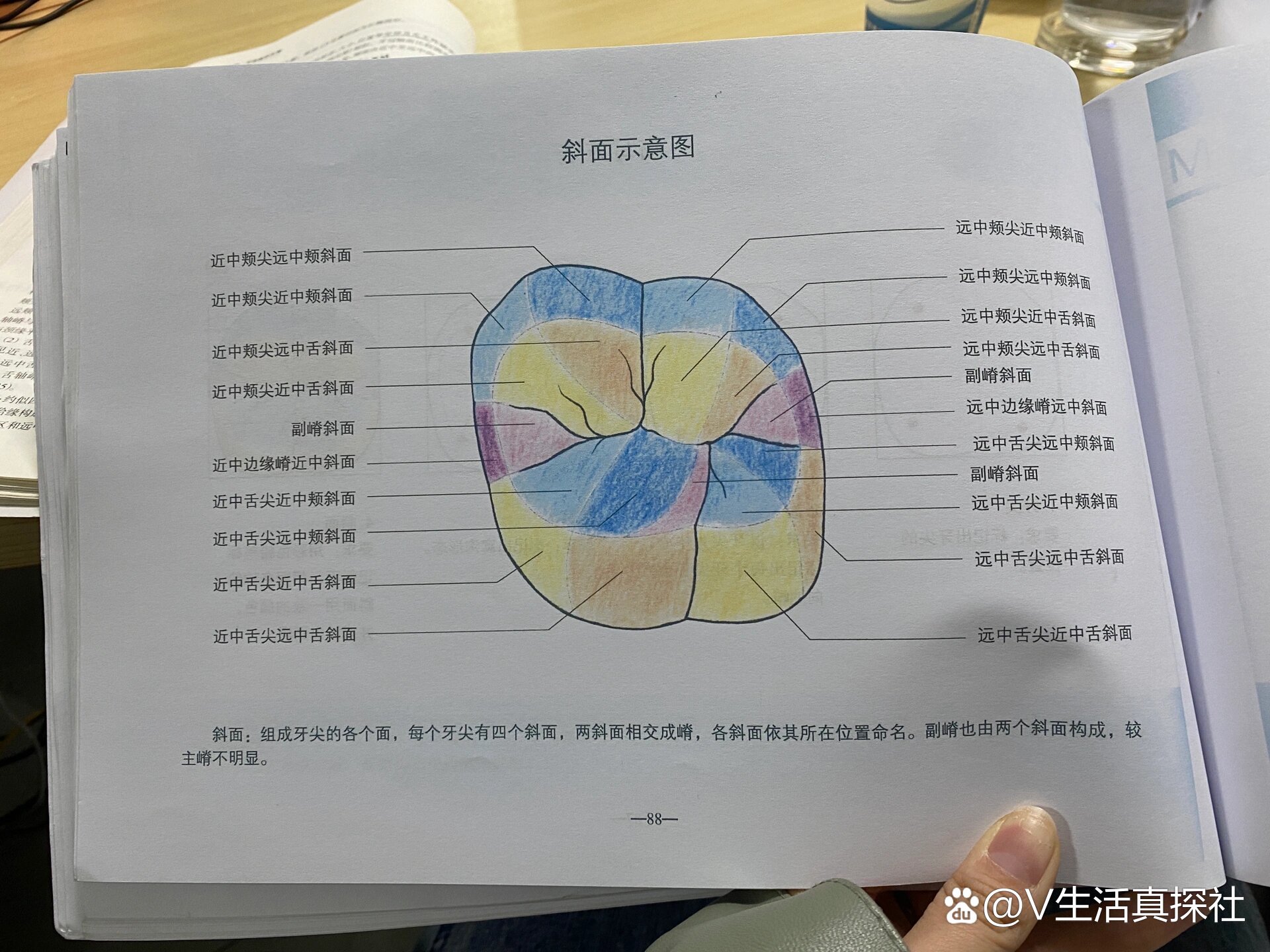 牙齿颌面形态解剖图图片