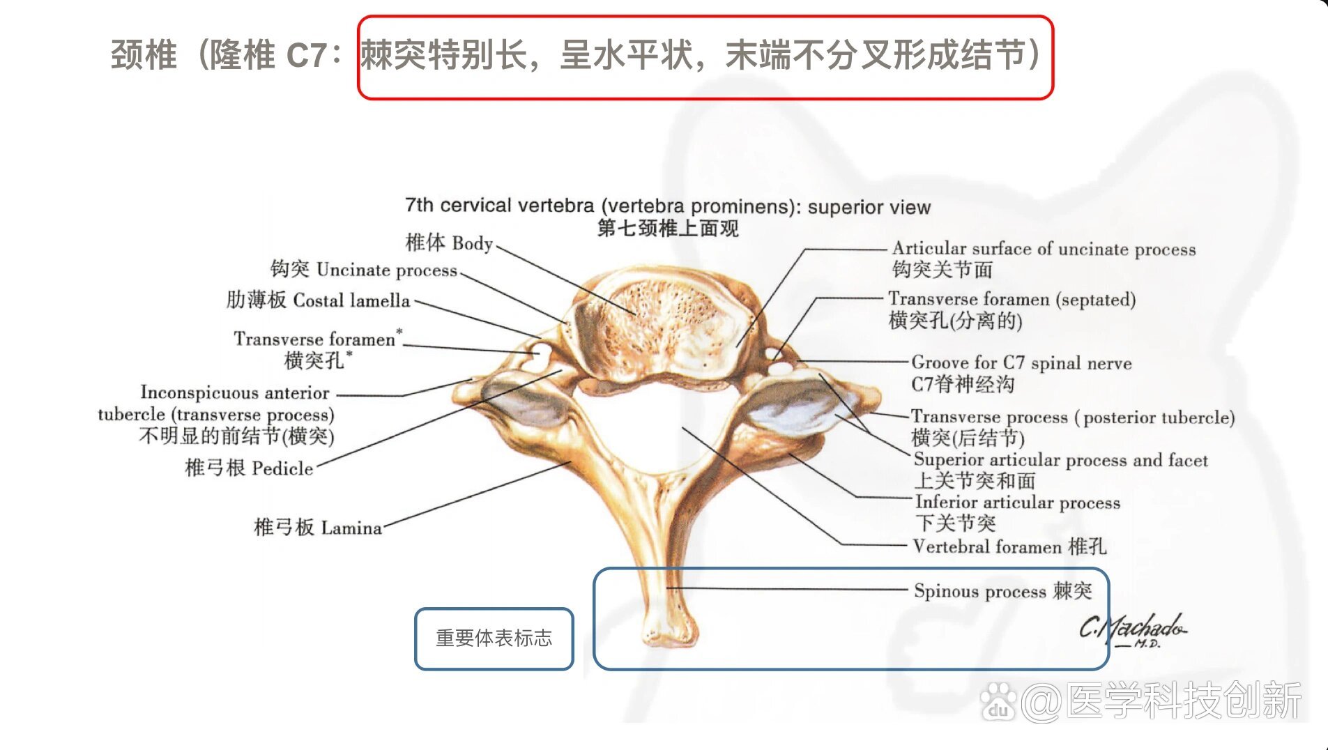【教练必学】第七颈椎/隆椎c7