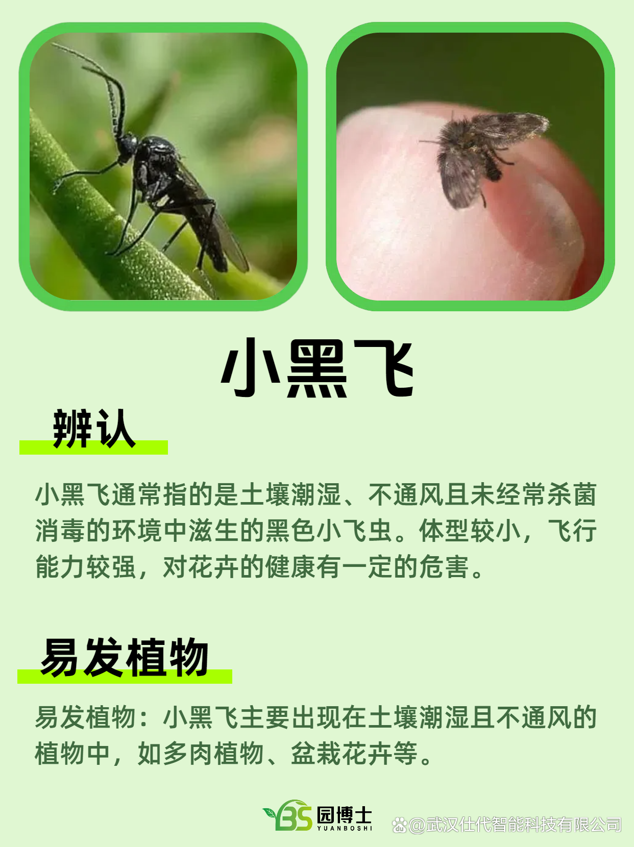 秋季常见的植物虫害及辨认方法