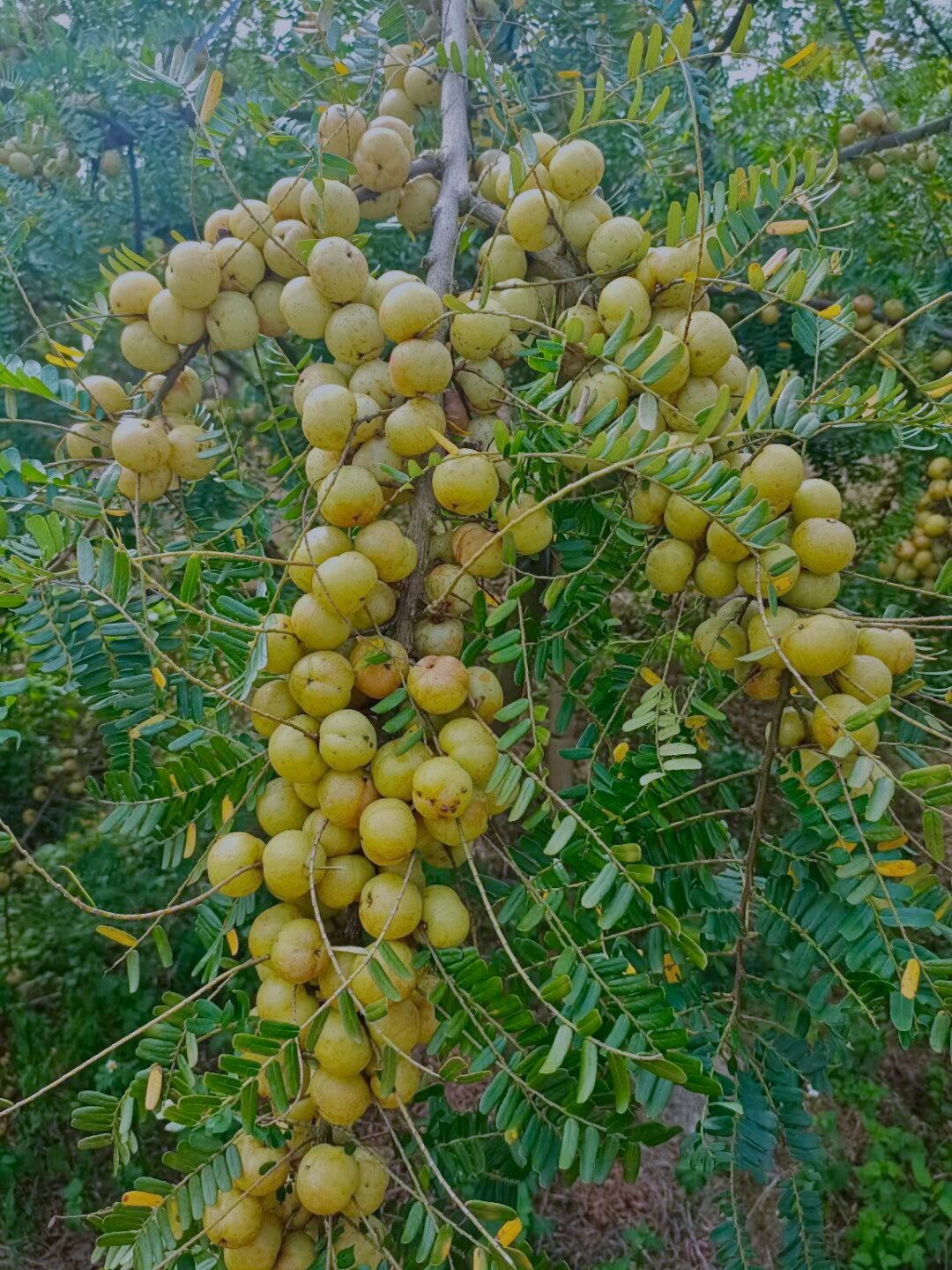 油柑又名余甘子,有行气,止咳,治消化润肺化痰,生津止渴,预防和治疗