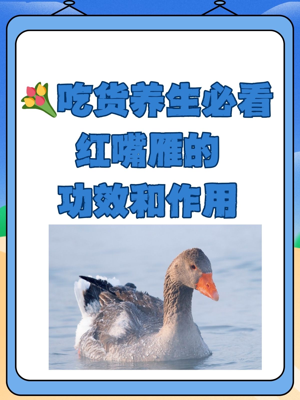 98吃货养生必看——红嘴雁的功效和作用