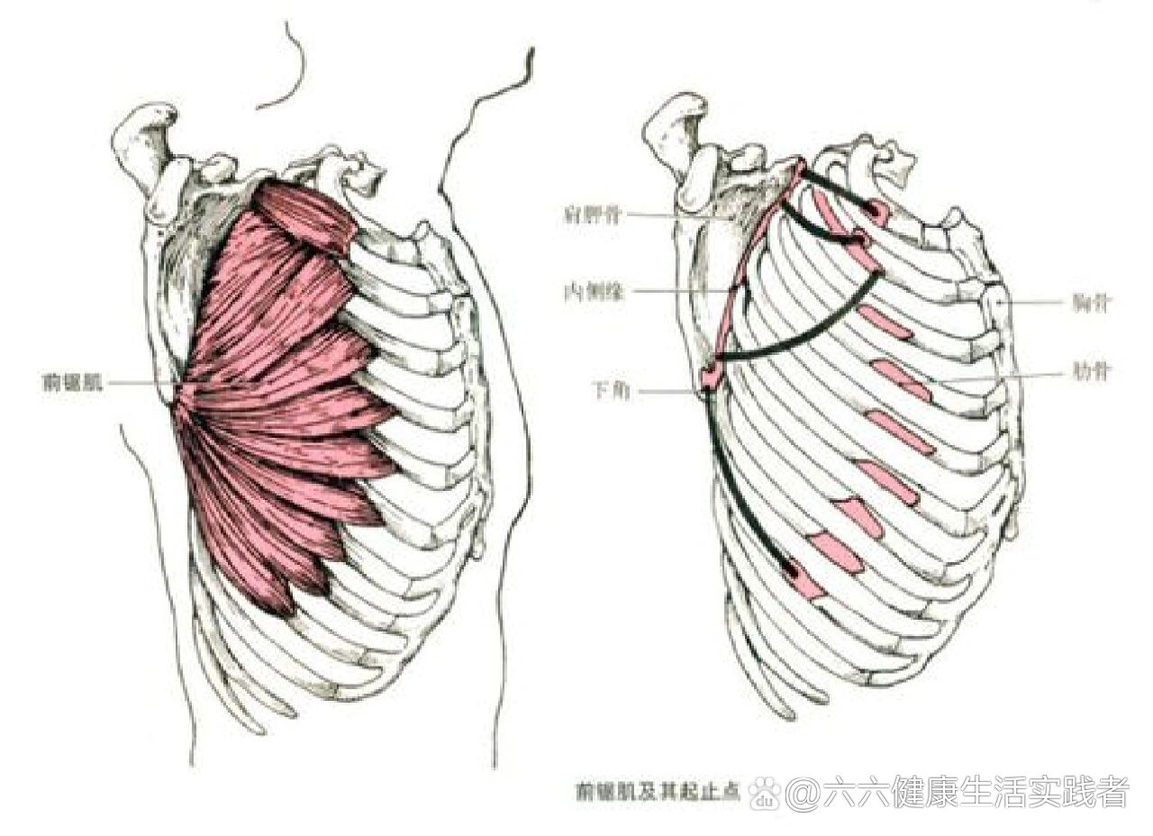 前锯肌位置图图片