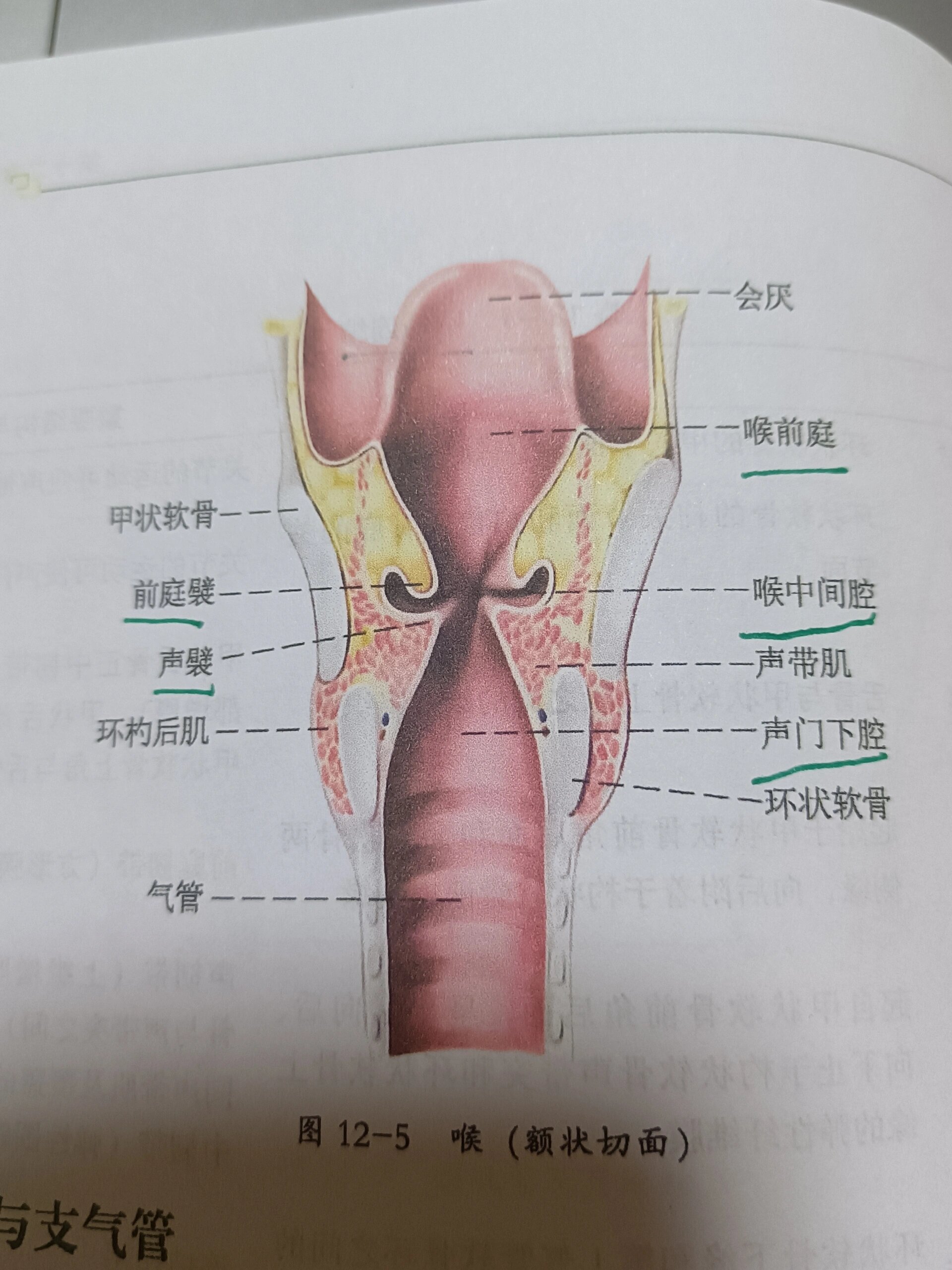 声门解剖图图片