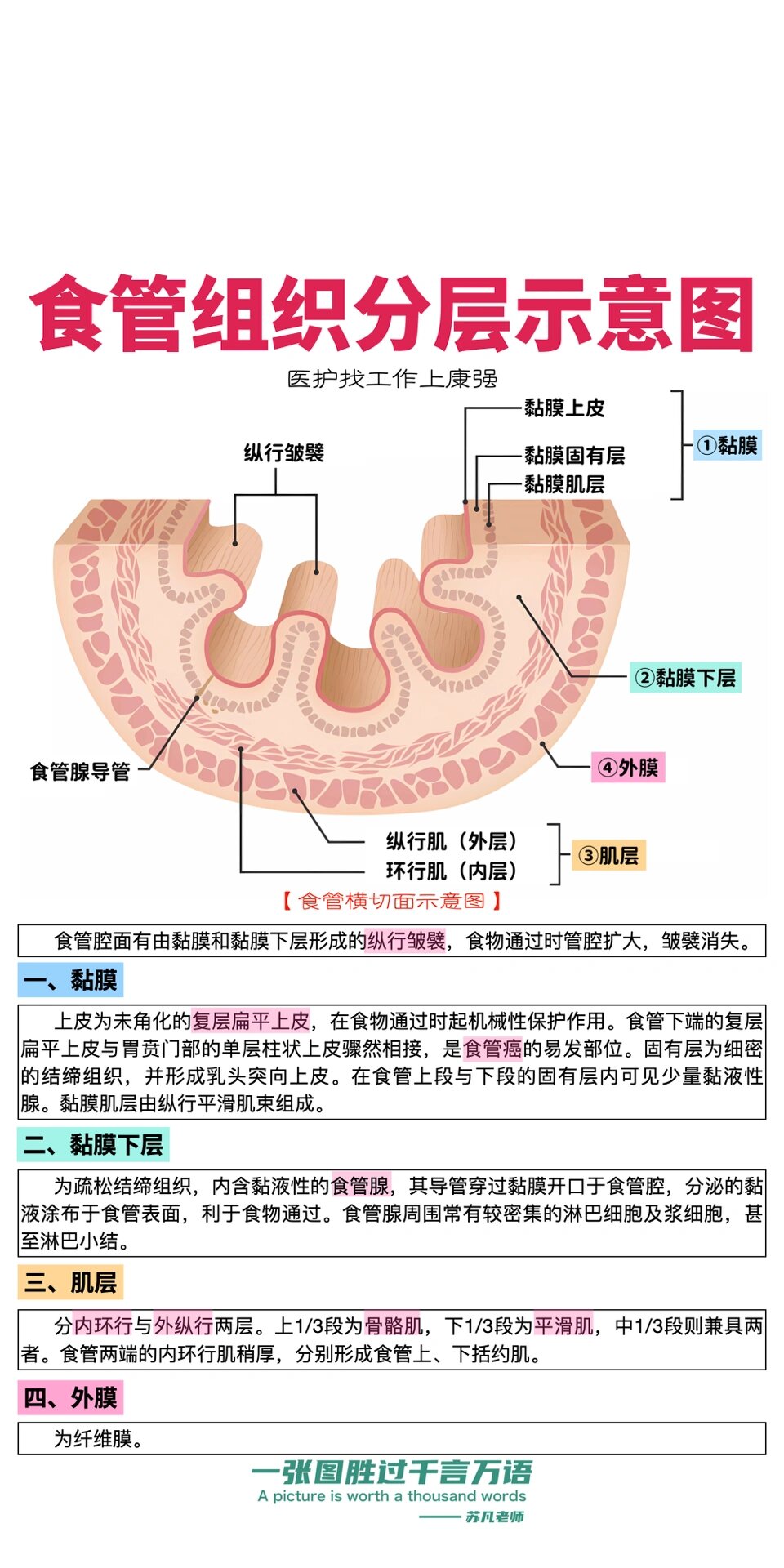 咽喉食道图片结构图图片