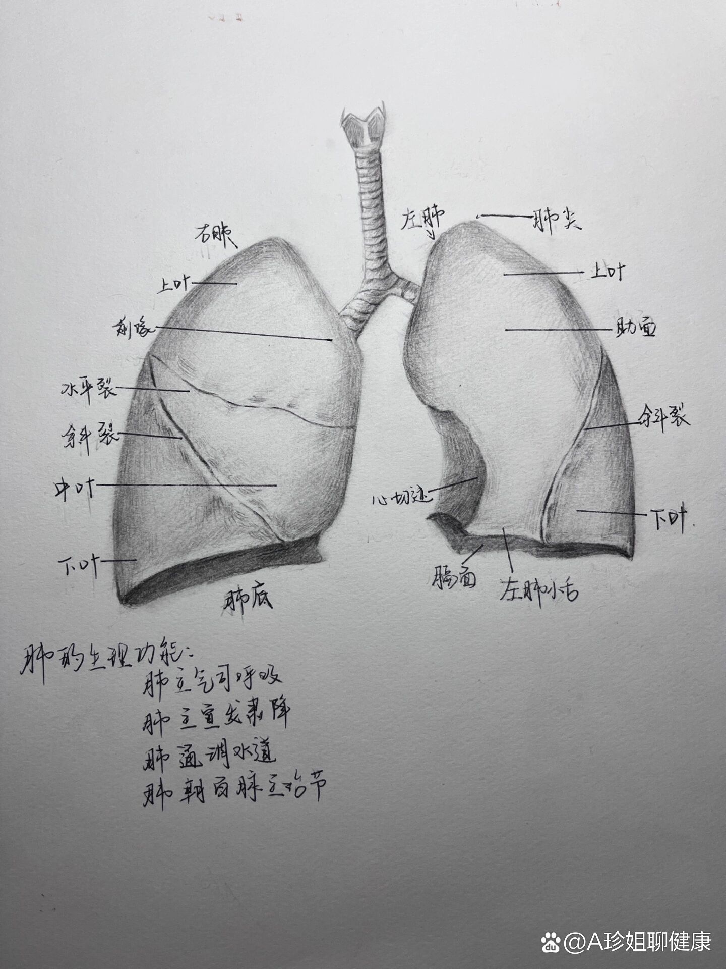 肺支气管结构图片