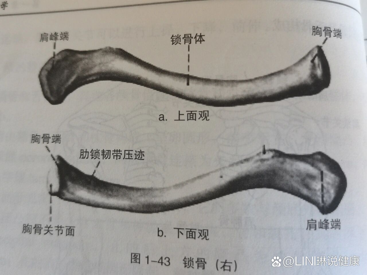 锁骨解剖图 手绘图片