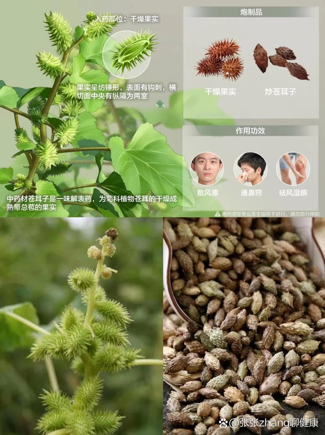 每天认识一味中草药|苍耳子