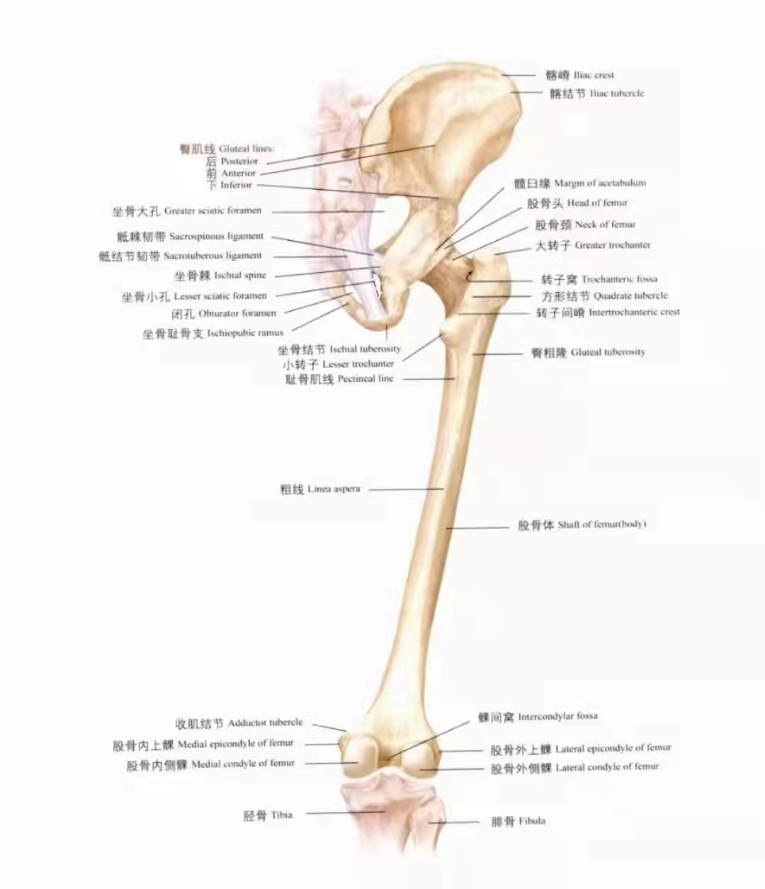 解剖小知识分享