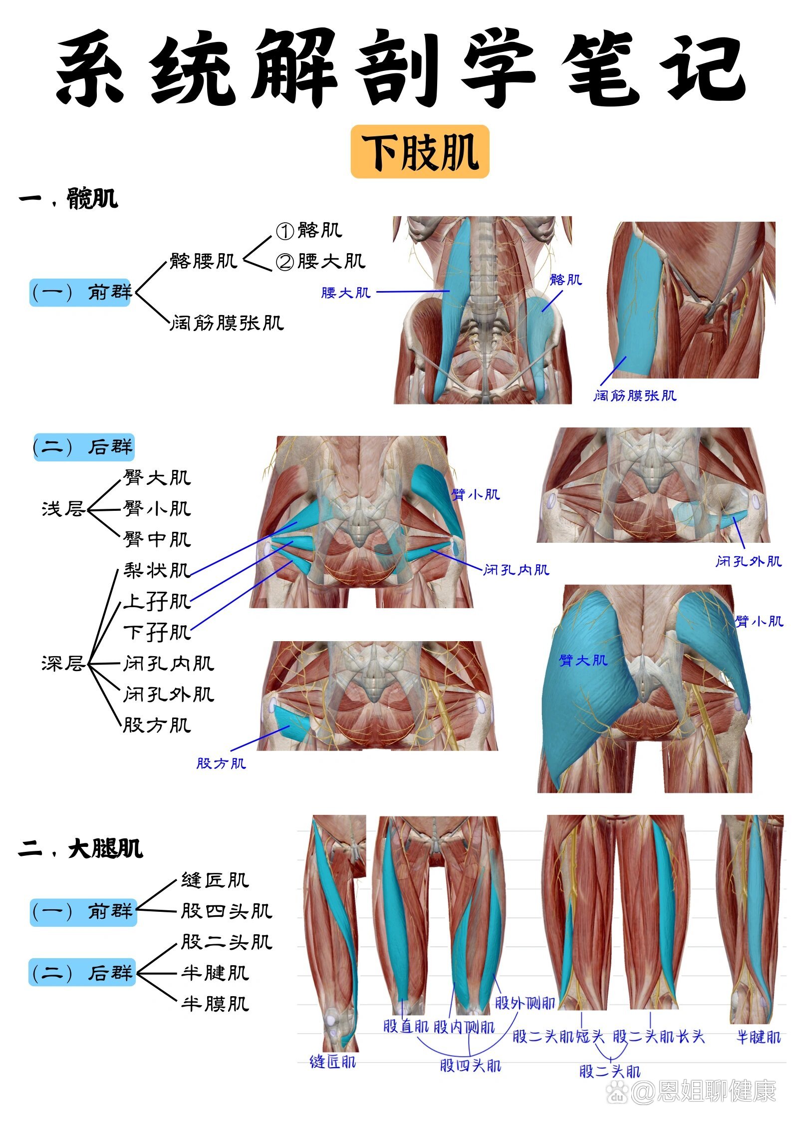 下肢肌肉名称图片