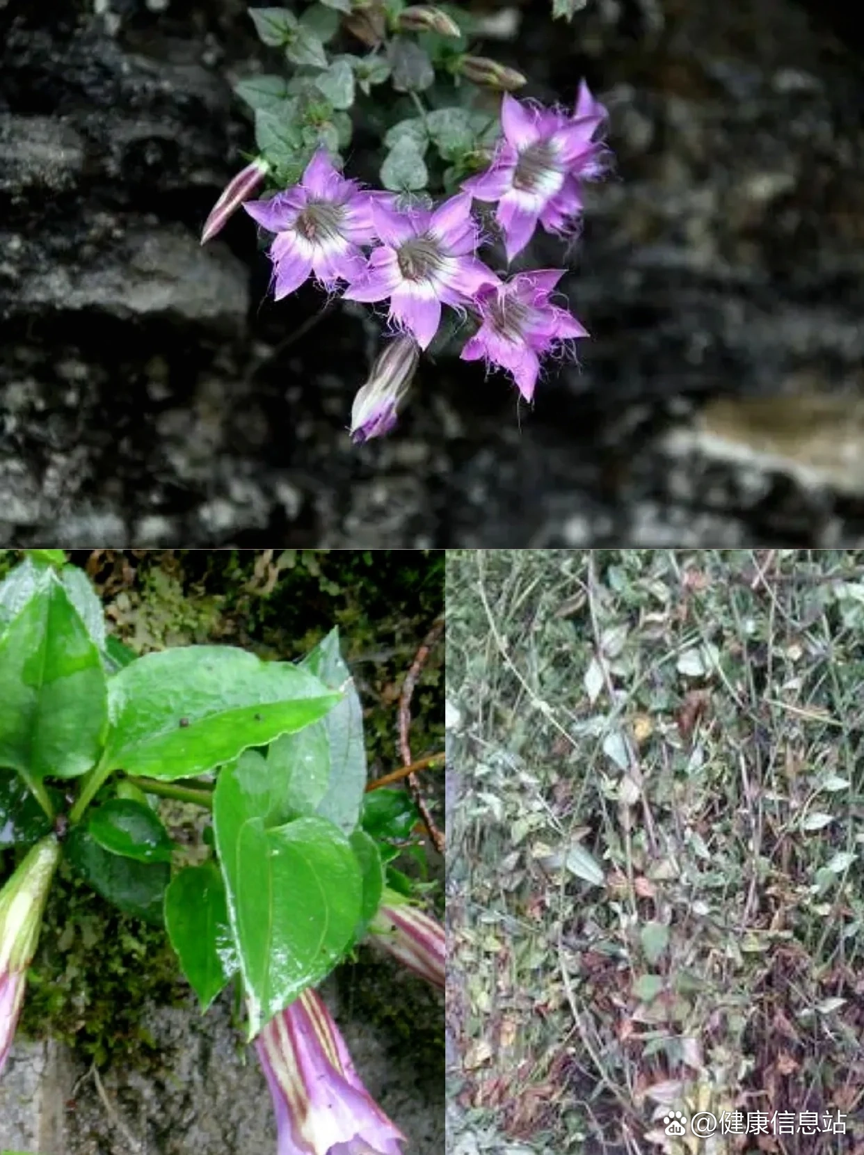 每天认识一味中草药