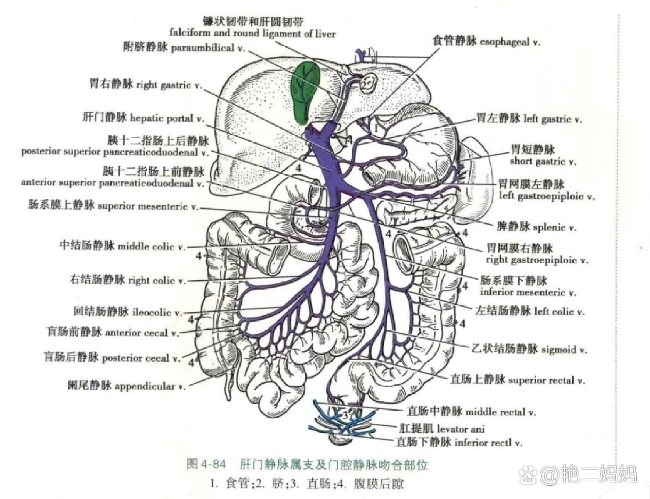 肠镜结构图图片